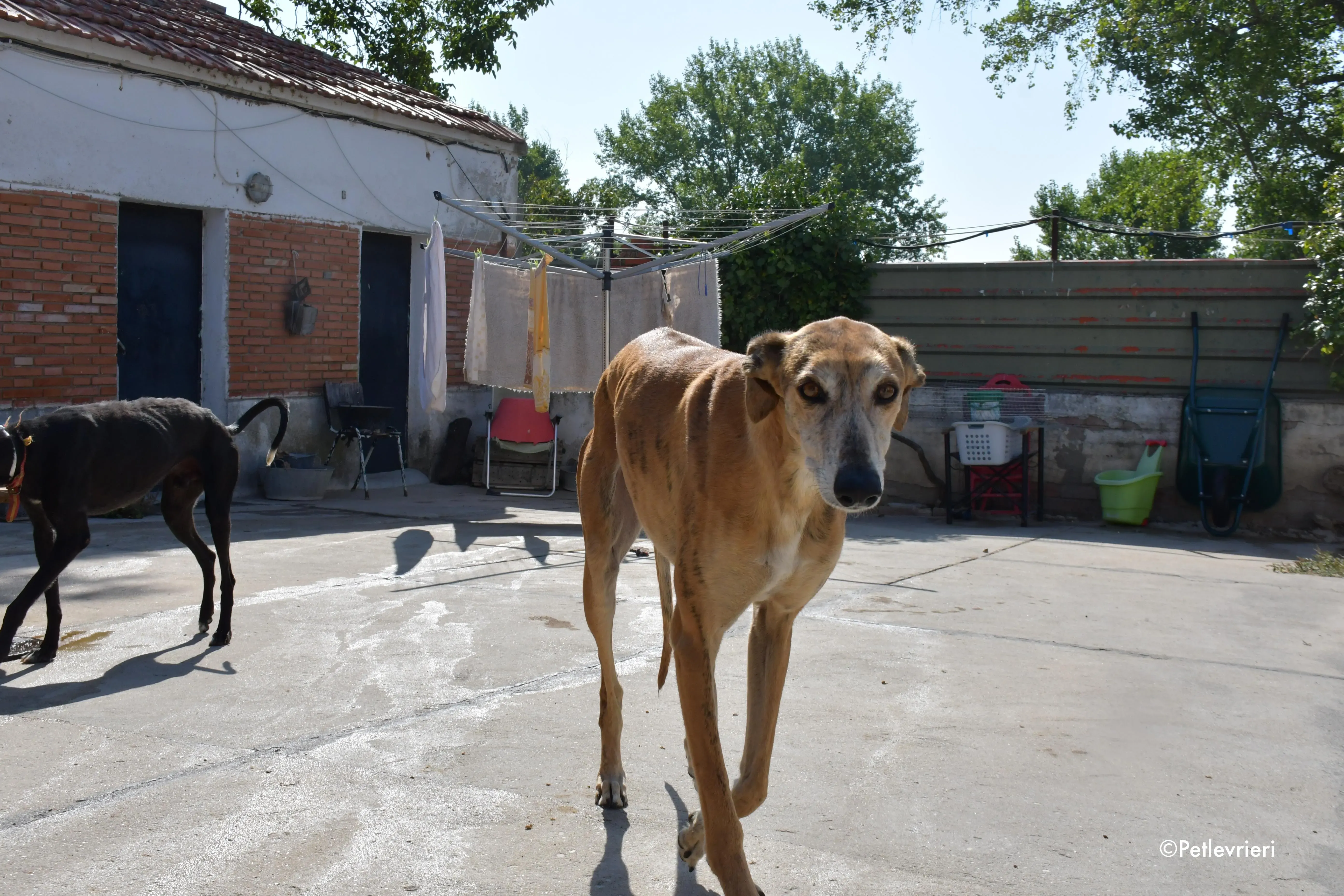 costa adozione levrieri galgo 1