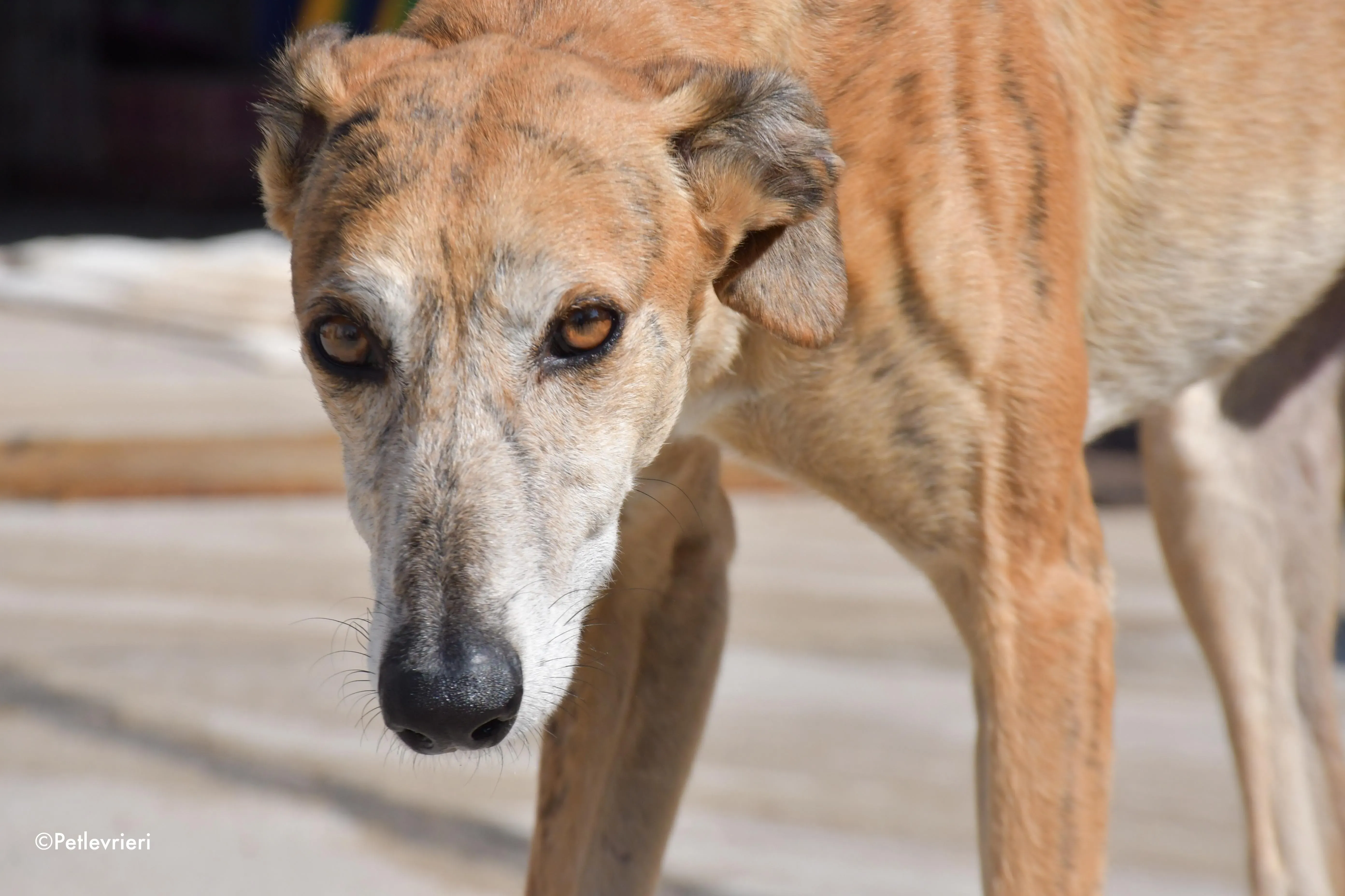 costa adozione levrieri galgo 10