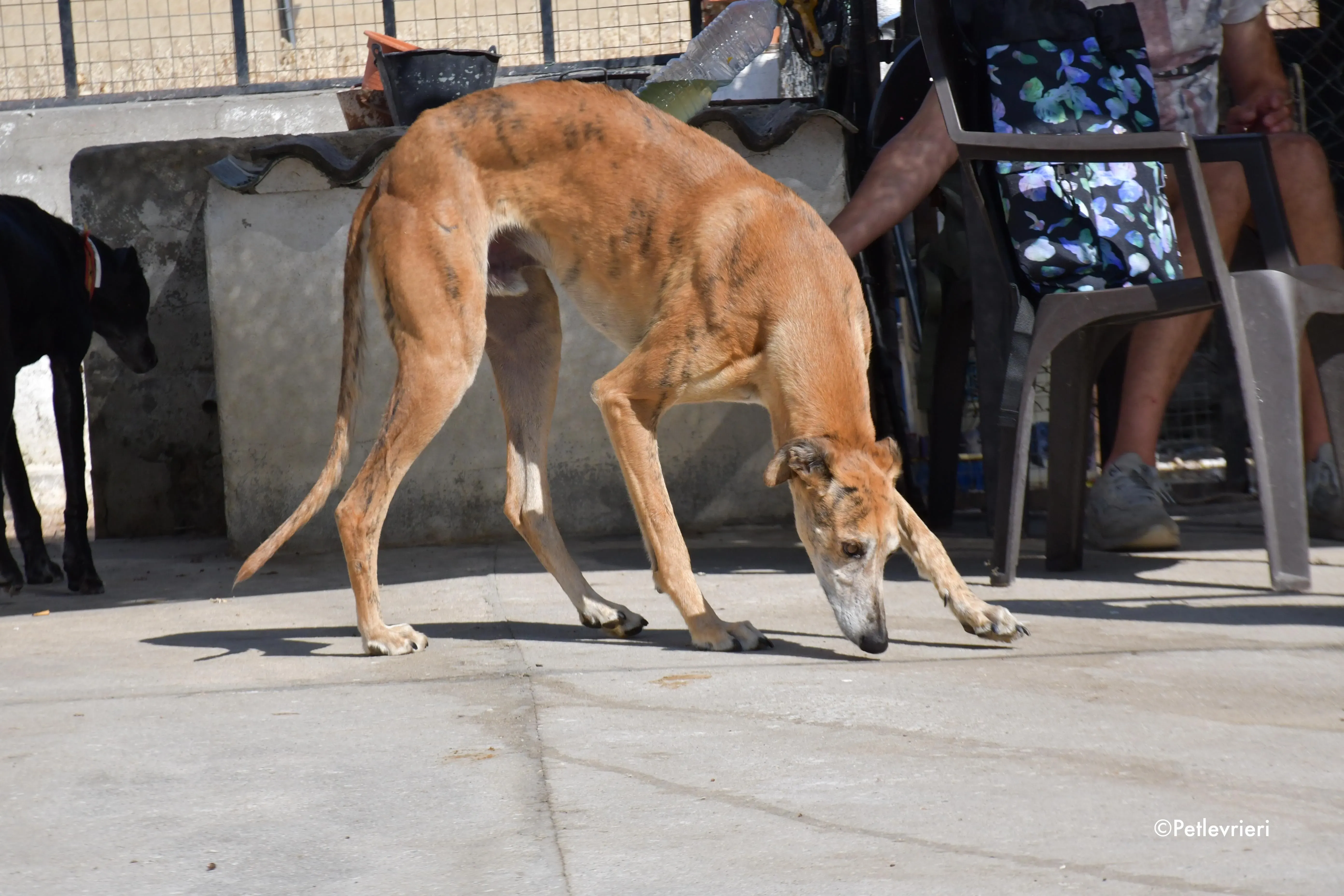 costa adozione levrieri galgo 11