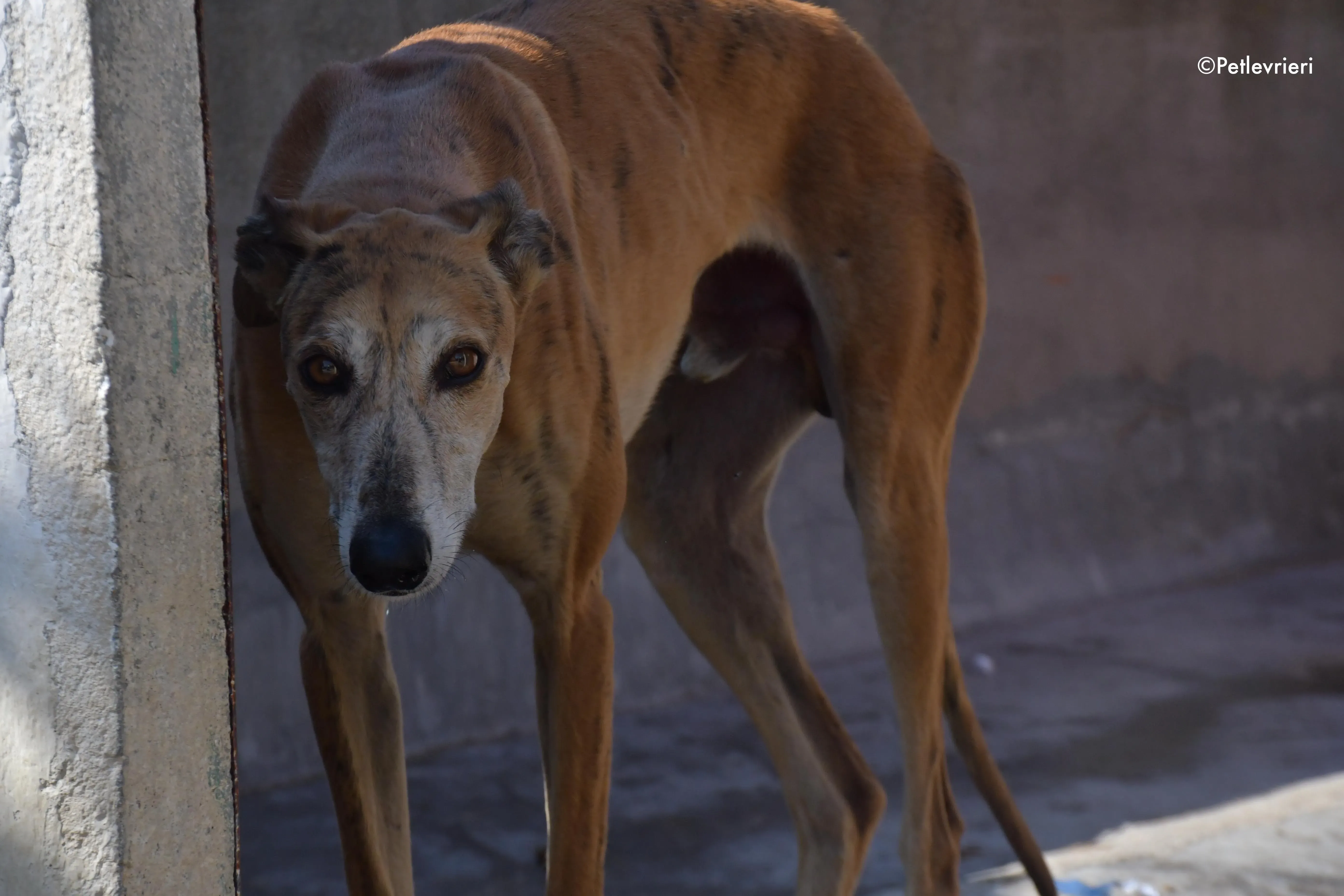 costa adozione levrieri galgo 12