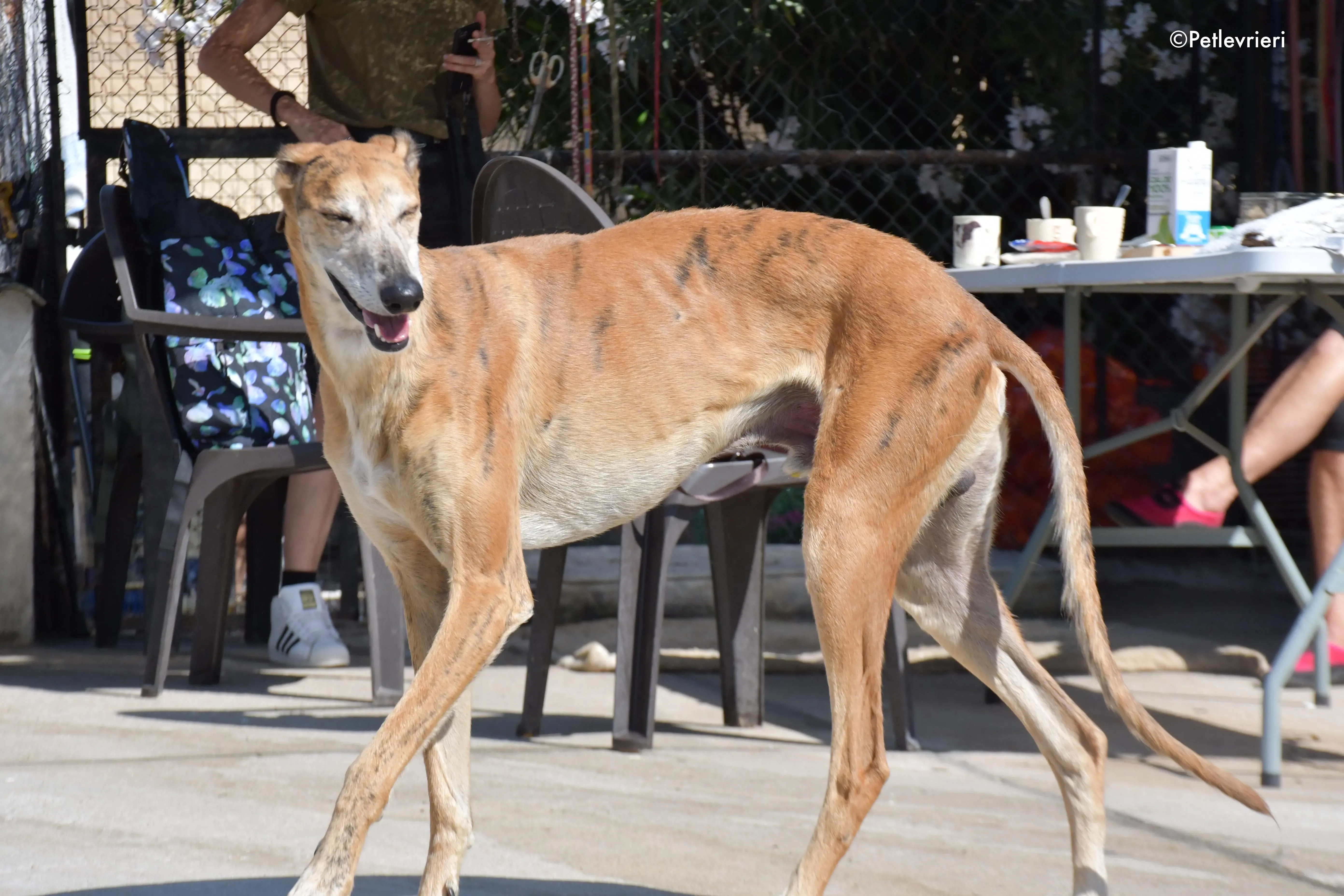 costa adozione levrieri galgo 13