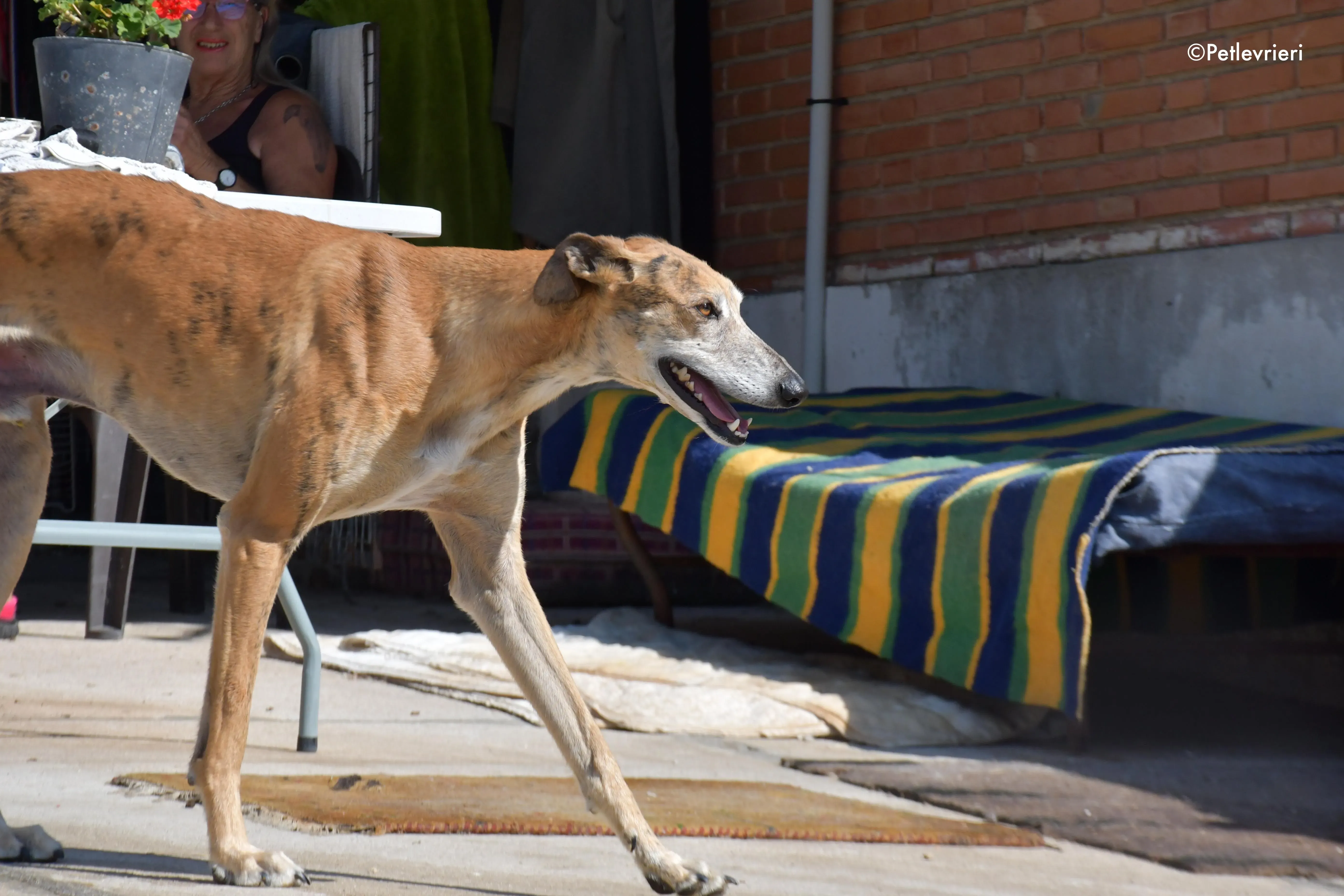 costa adozione levrieri galgo 14
