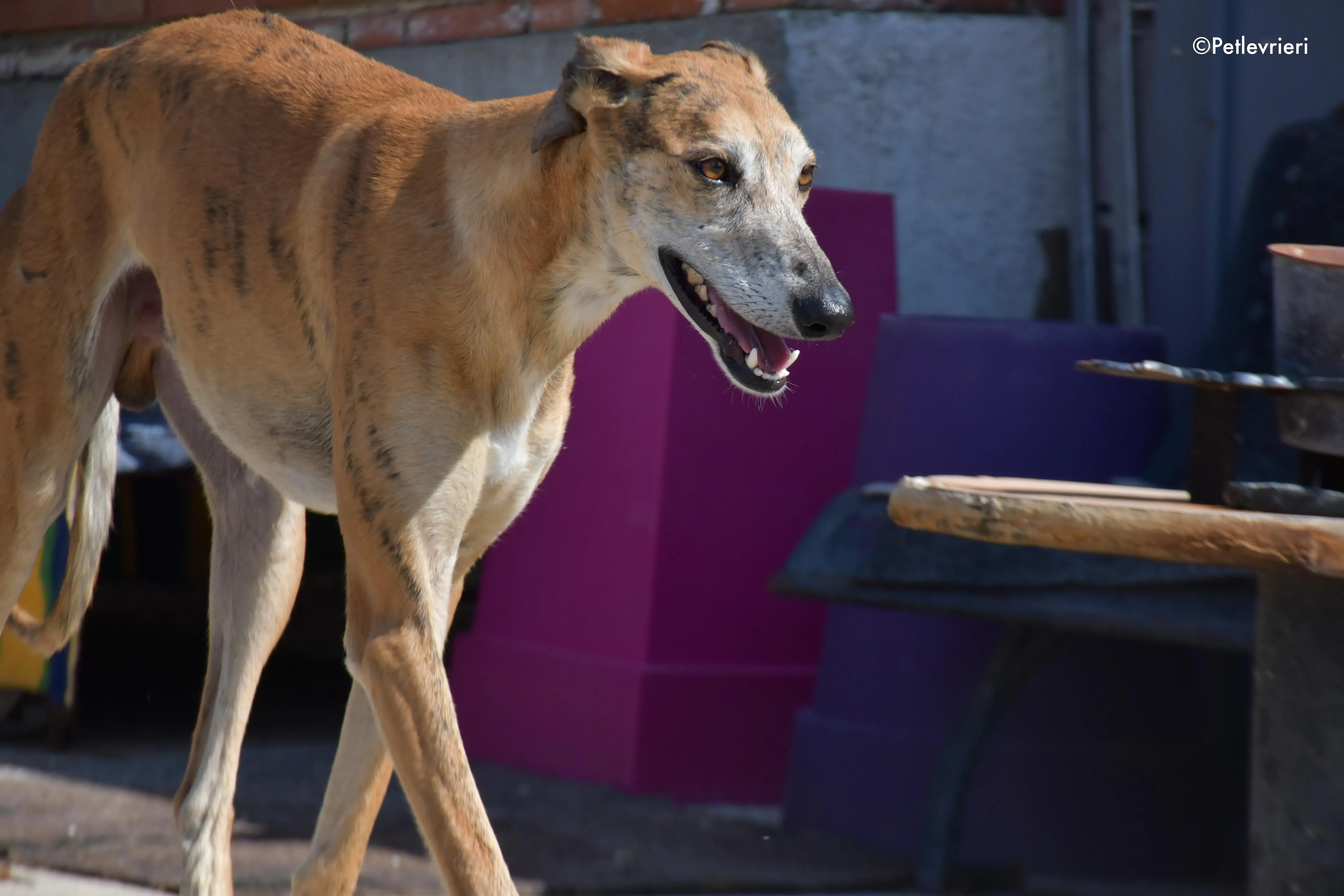 costa adozione levrieri galgo 15