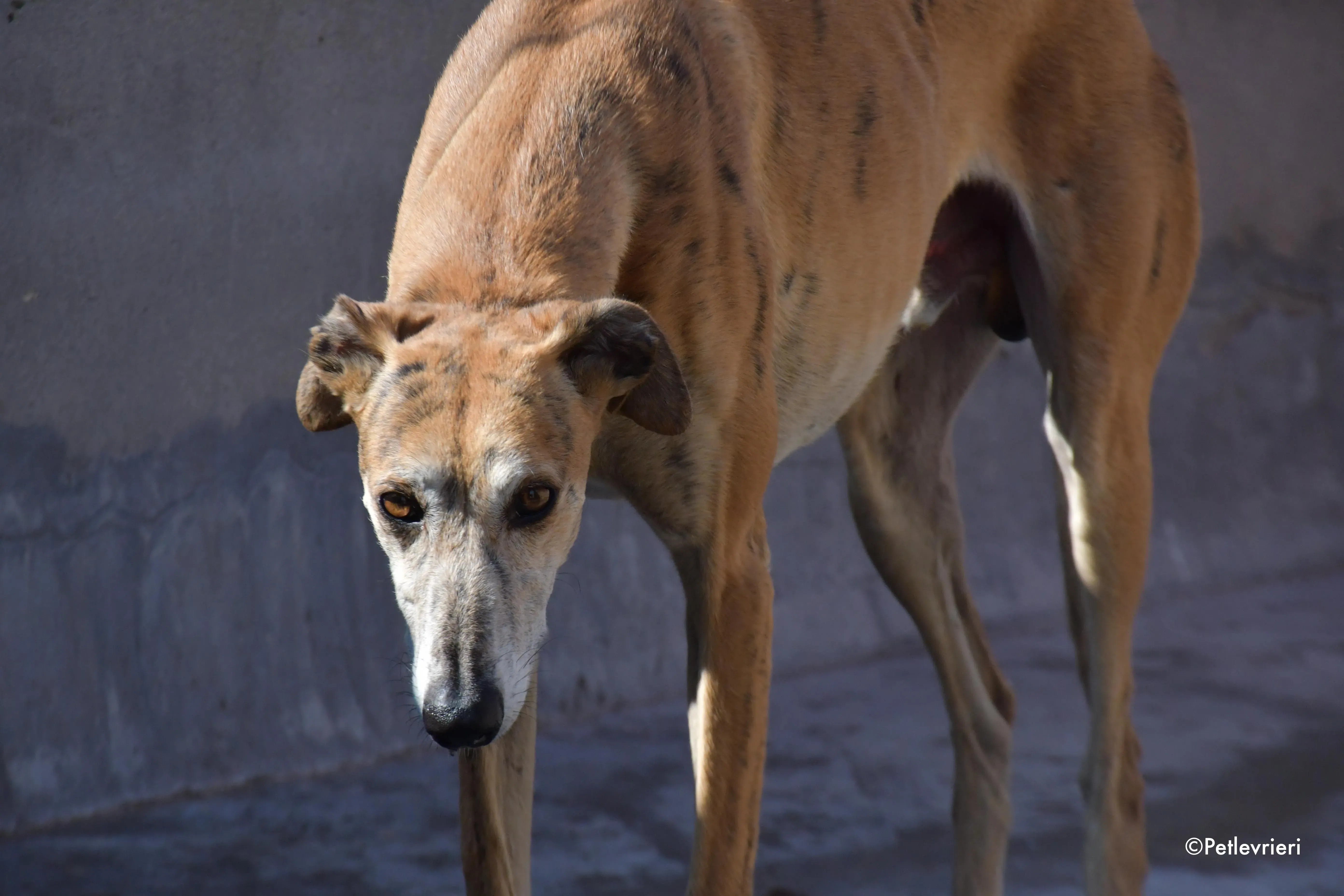 costa adozione levrieri galgo 16