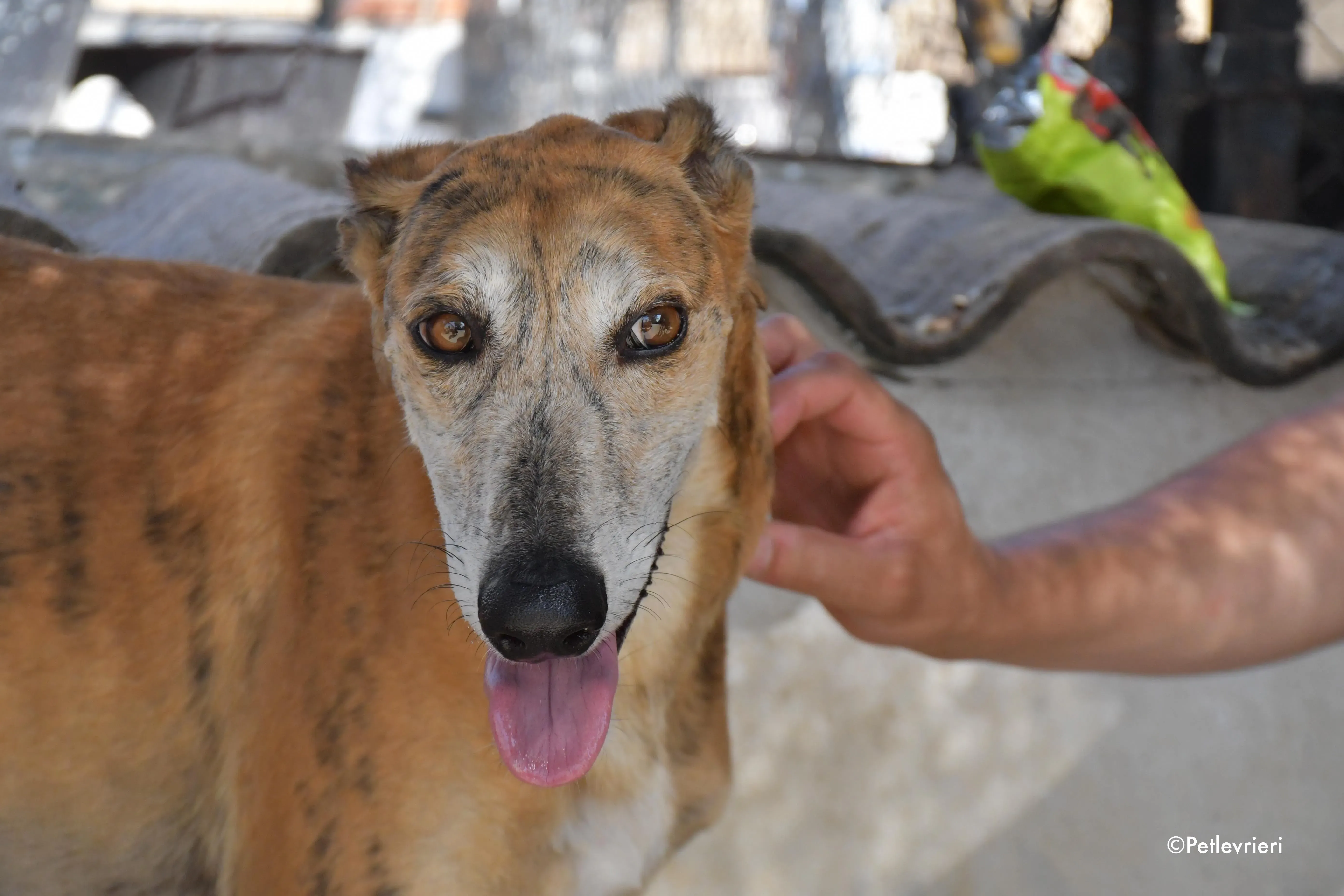 costa adozione levrieri galgo 17