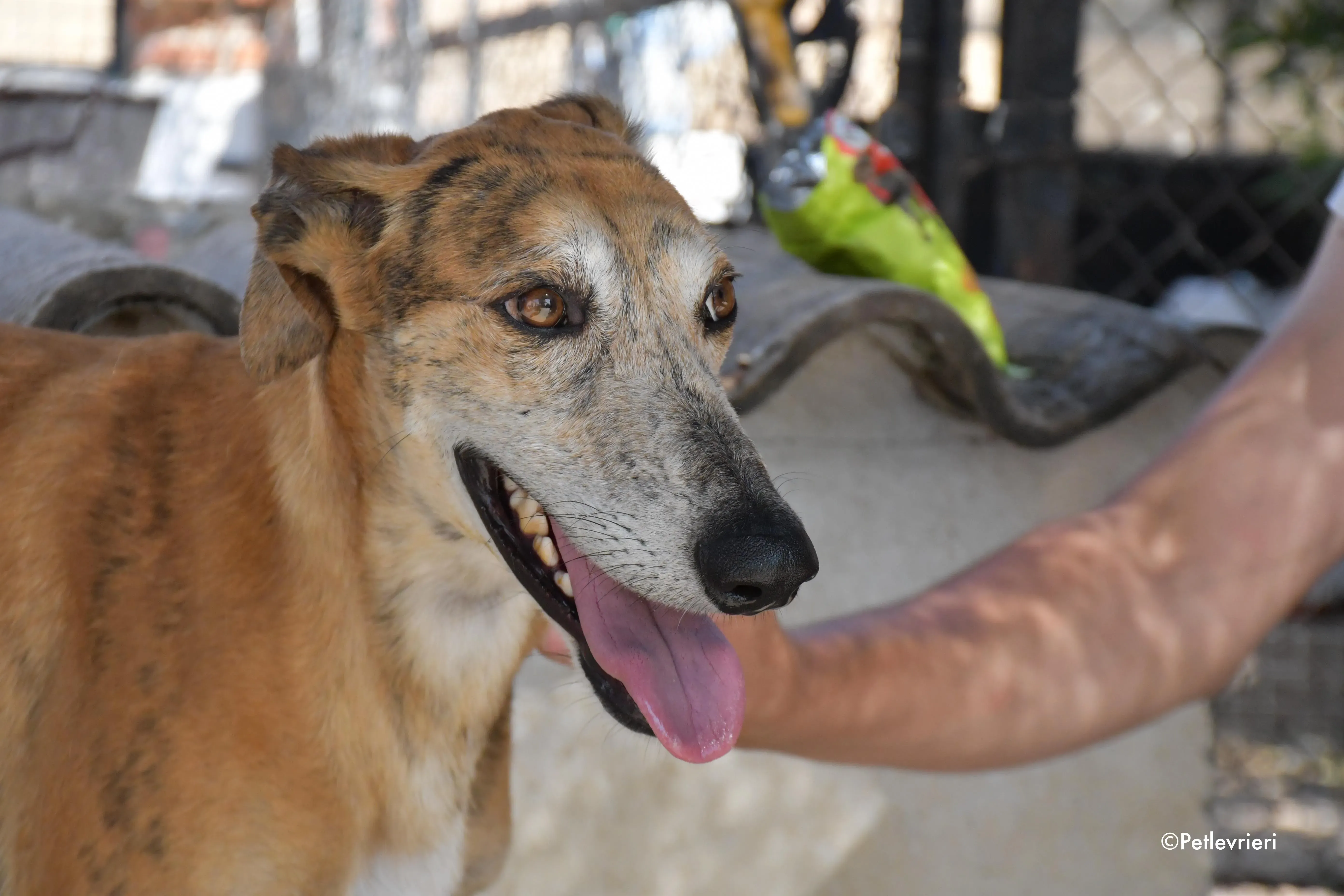 costa adozione levrieri galgo 18