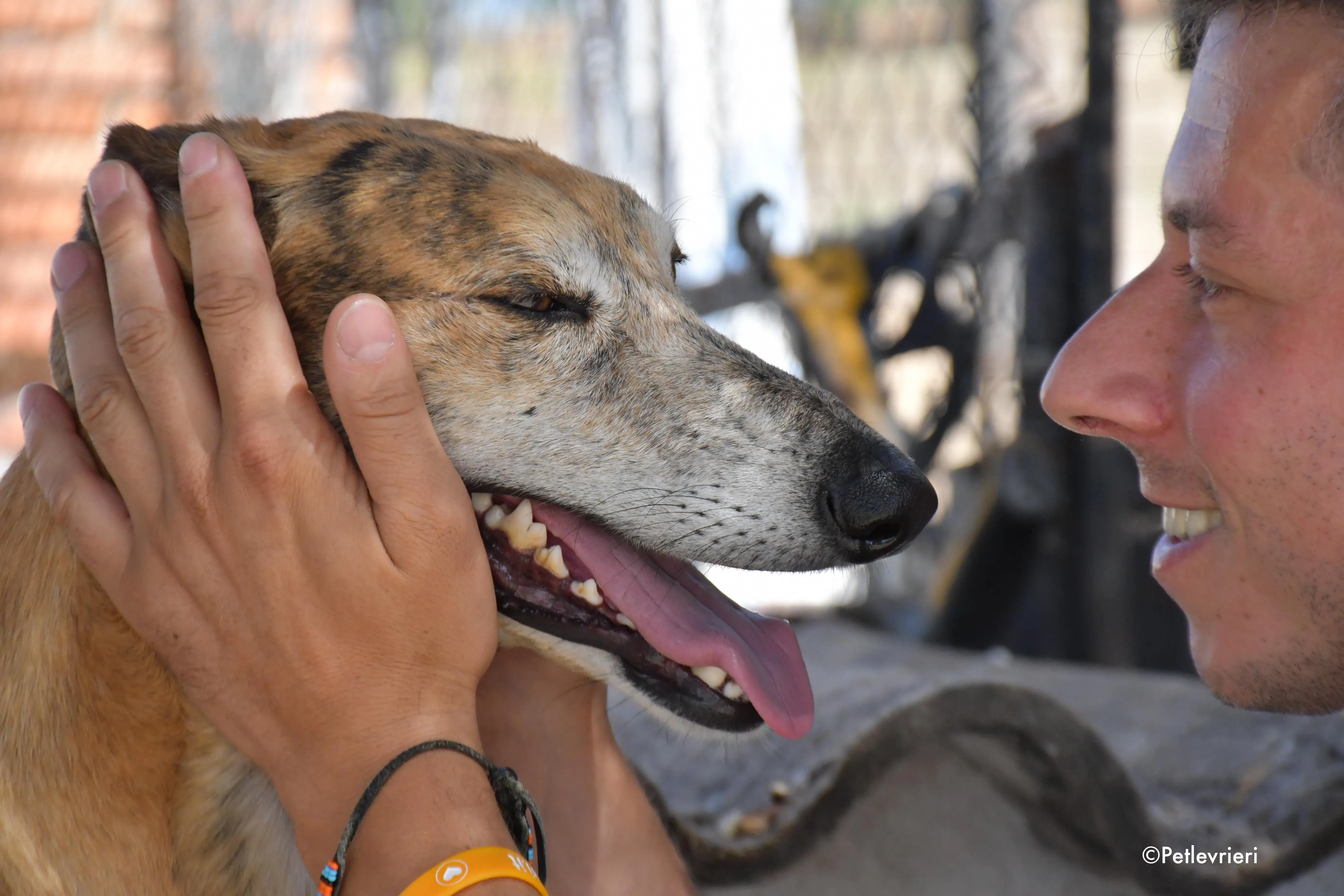 costa adozione levrieri galgo 19
