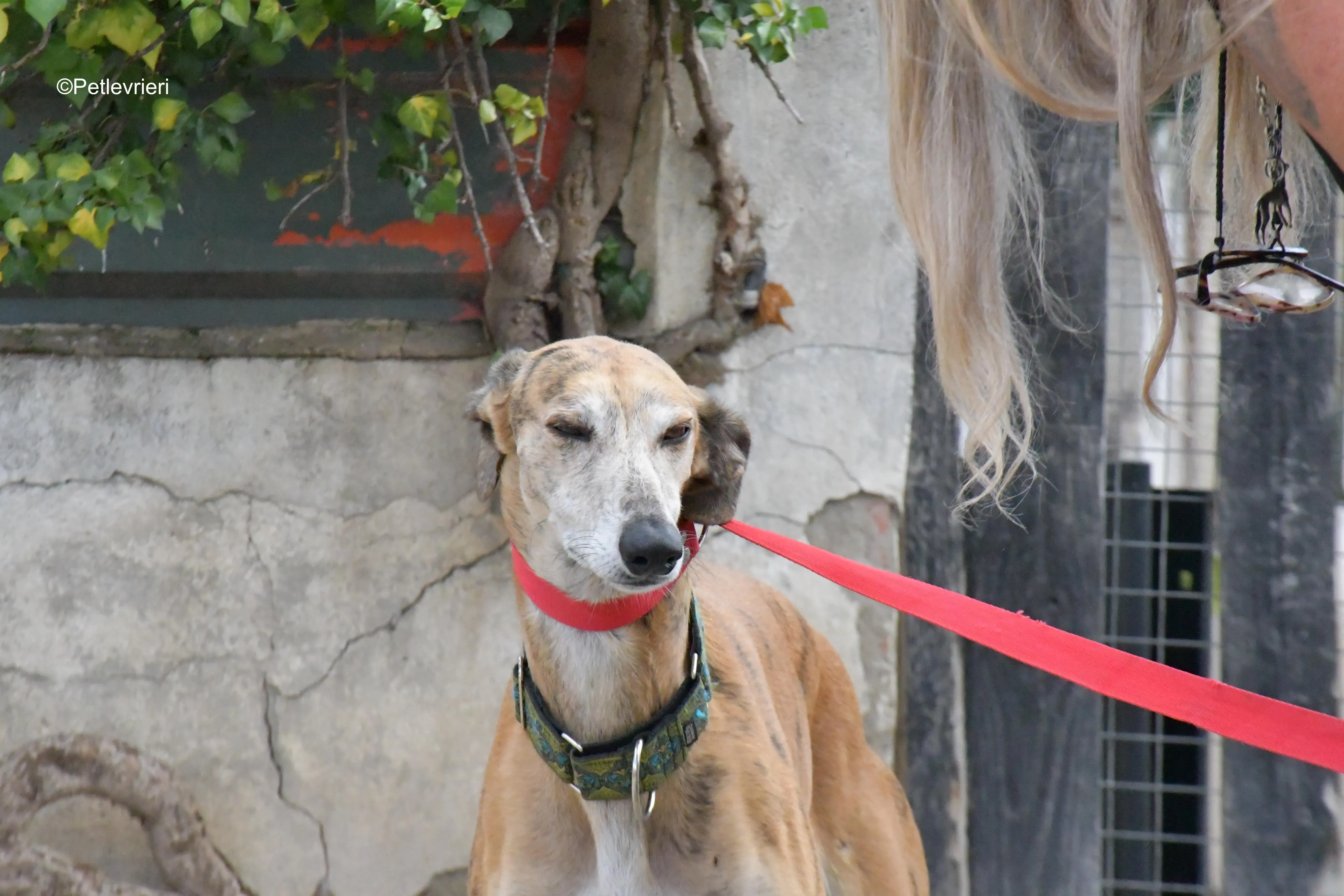 costa adozione levrieri galgo 2 1