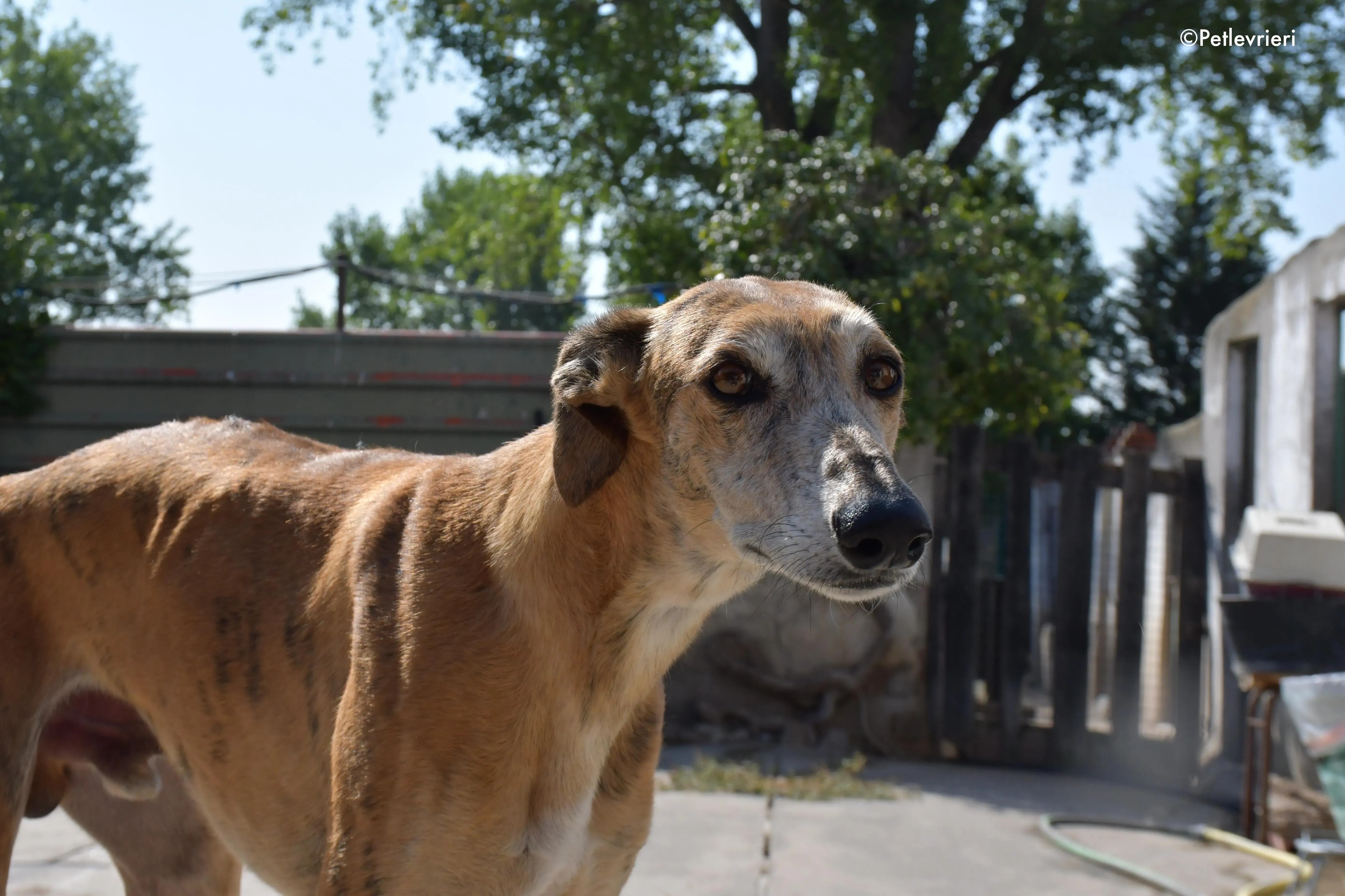 costa adozione levrieri galgo 2