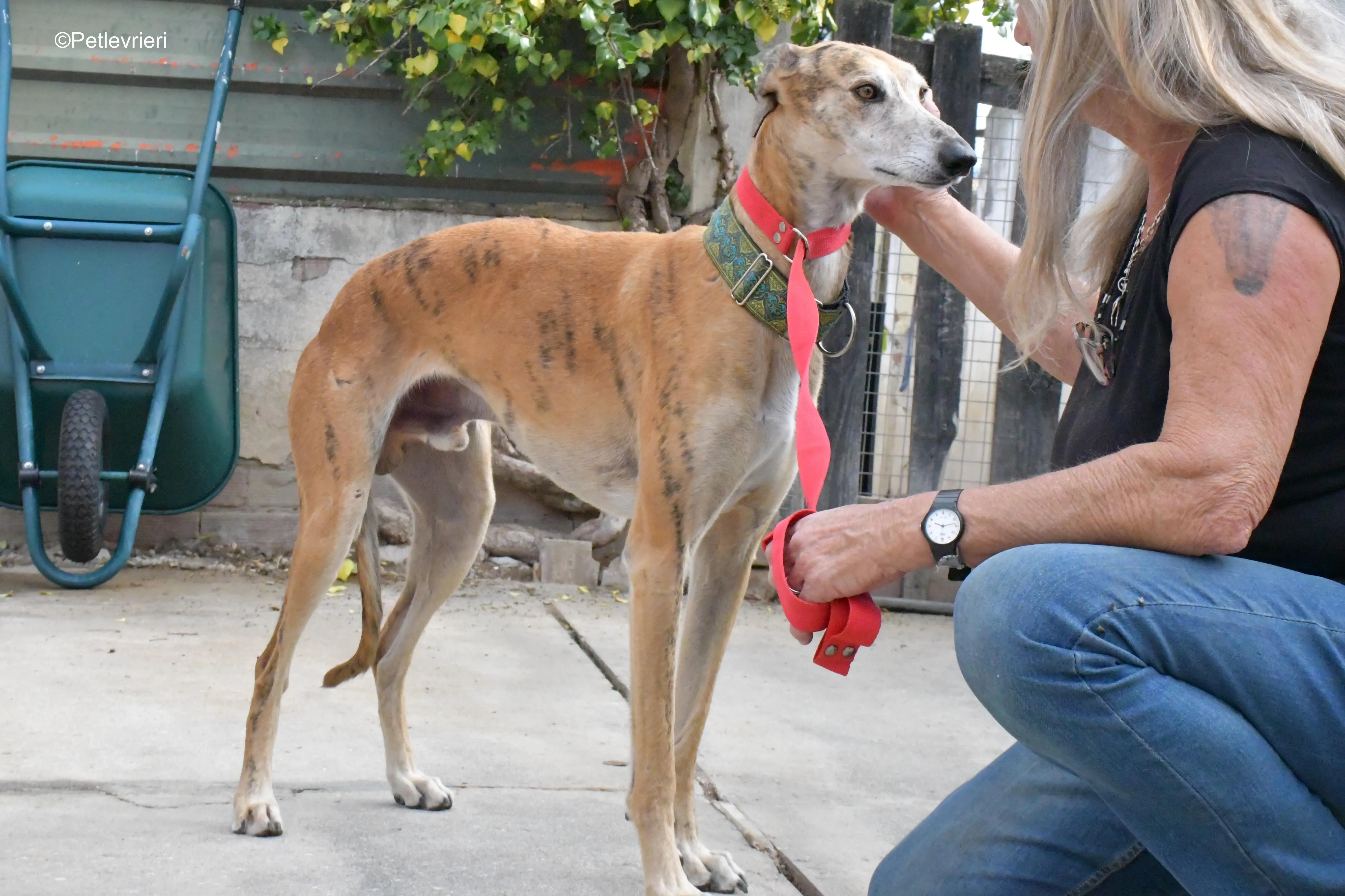 costa adozione levrieri galgo 3 1