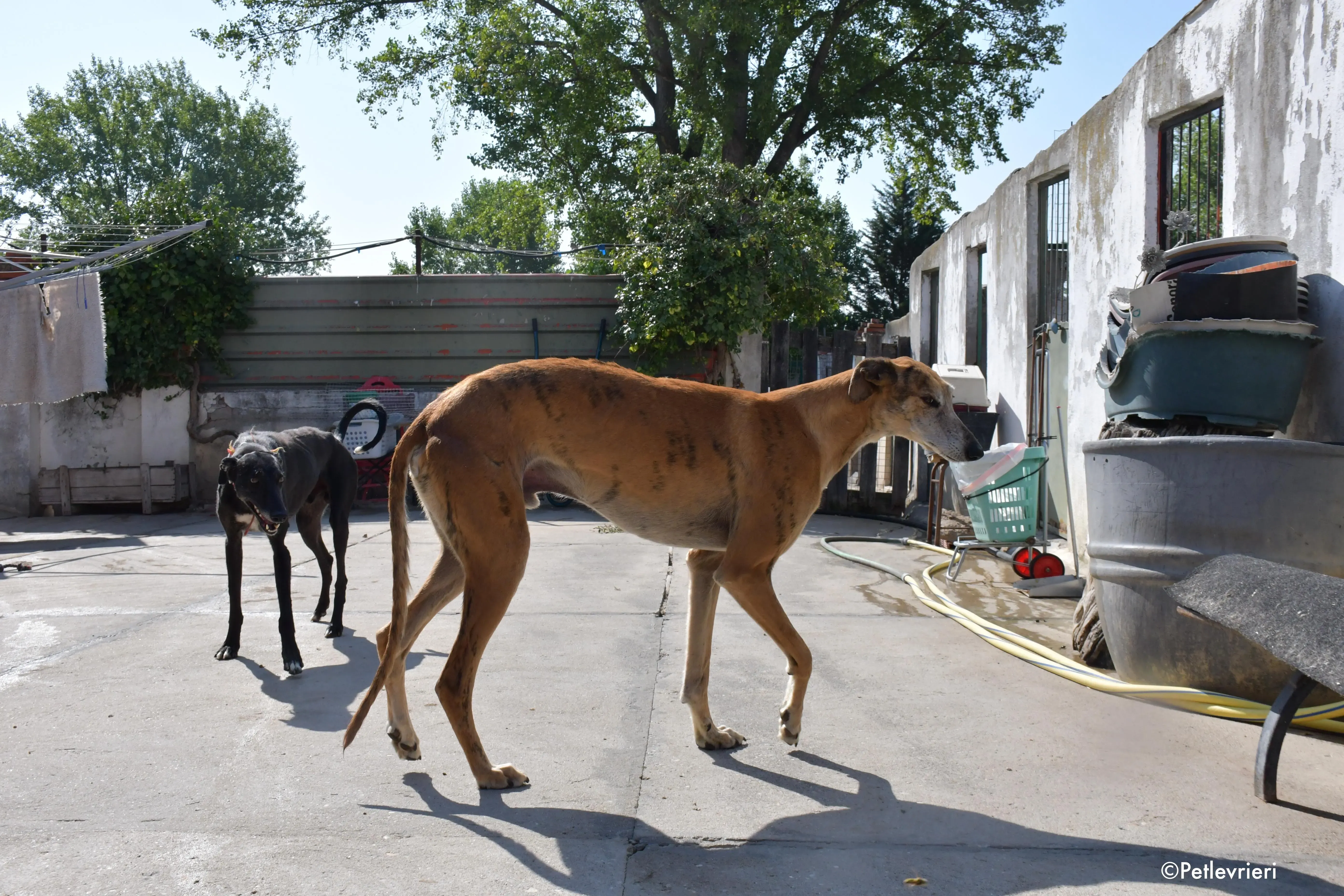 costa adozione levrieri galgo 3