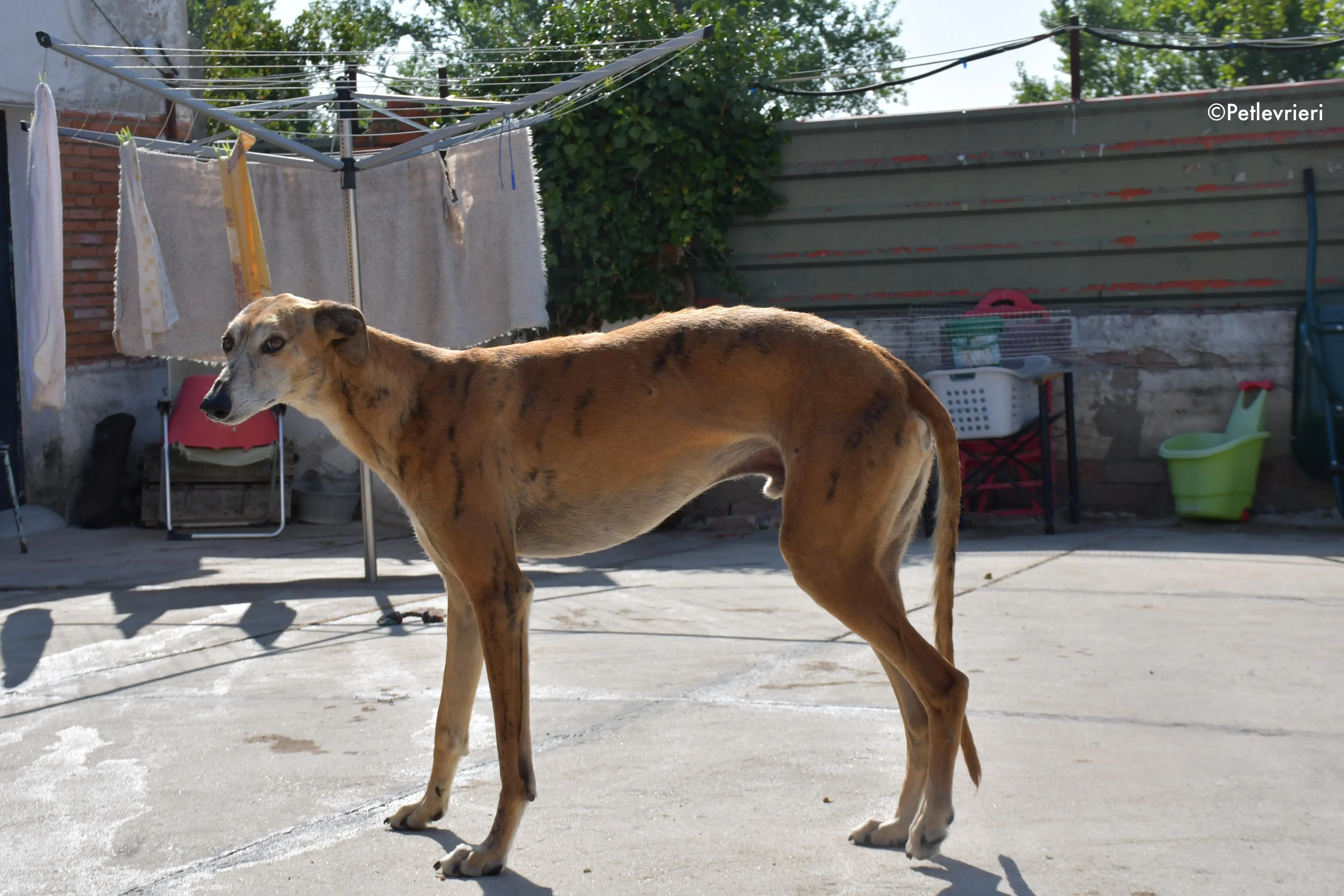costa adozione levrieri galgo 4