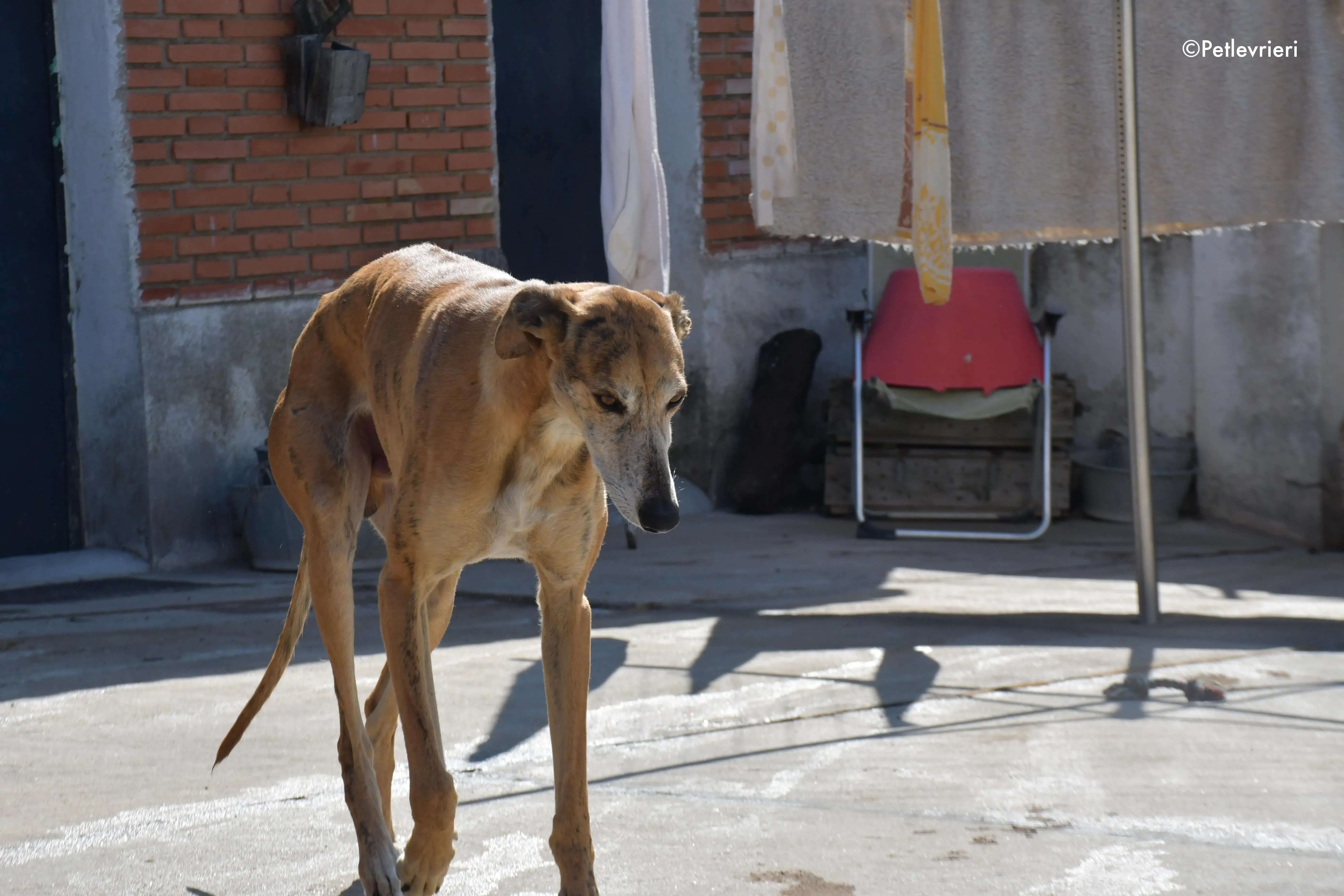 costa adozione levrieri galgo 5 1