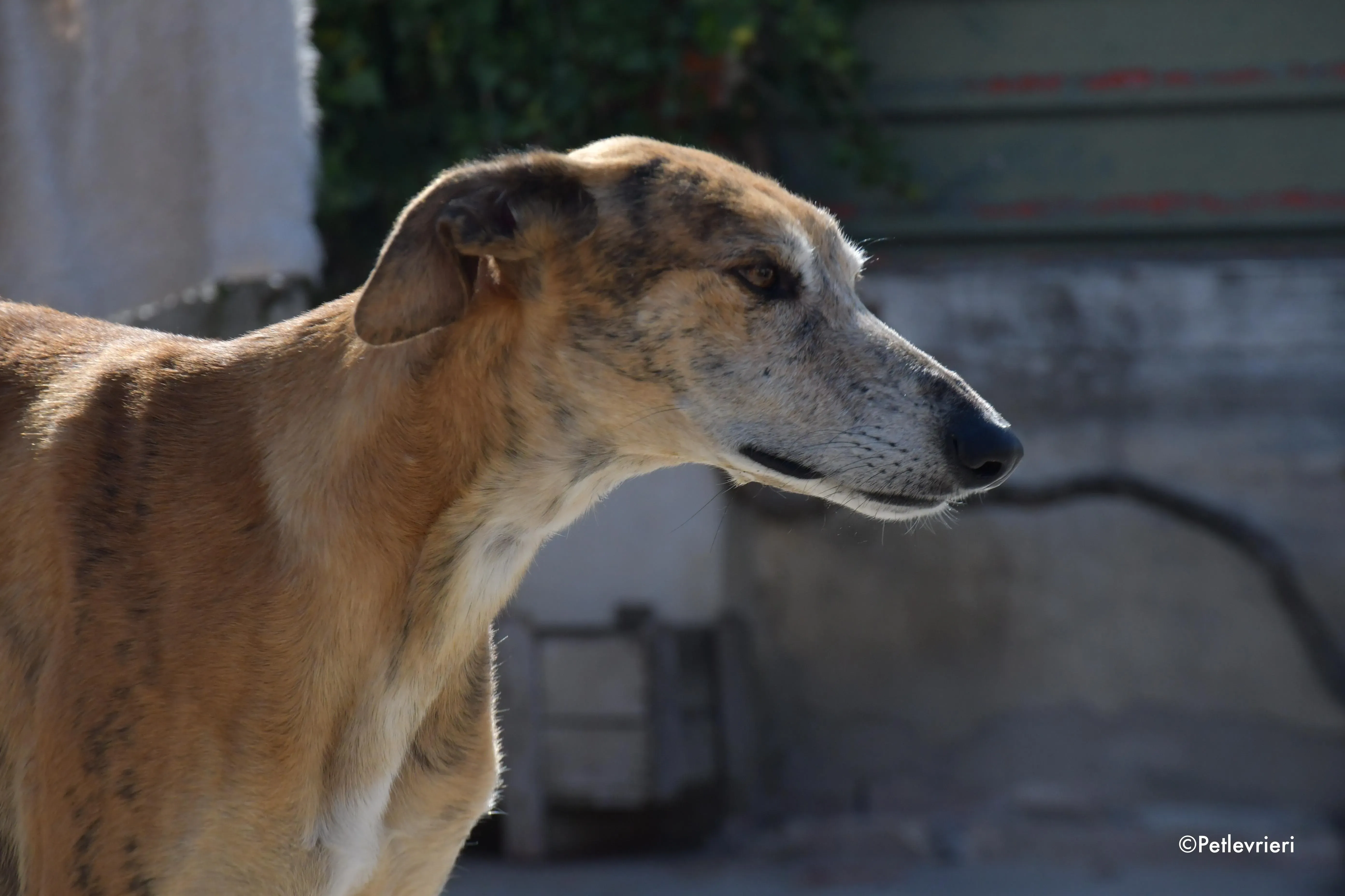 costa adozione levrieri galgo 6