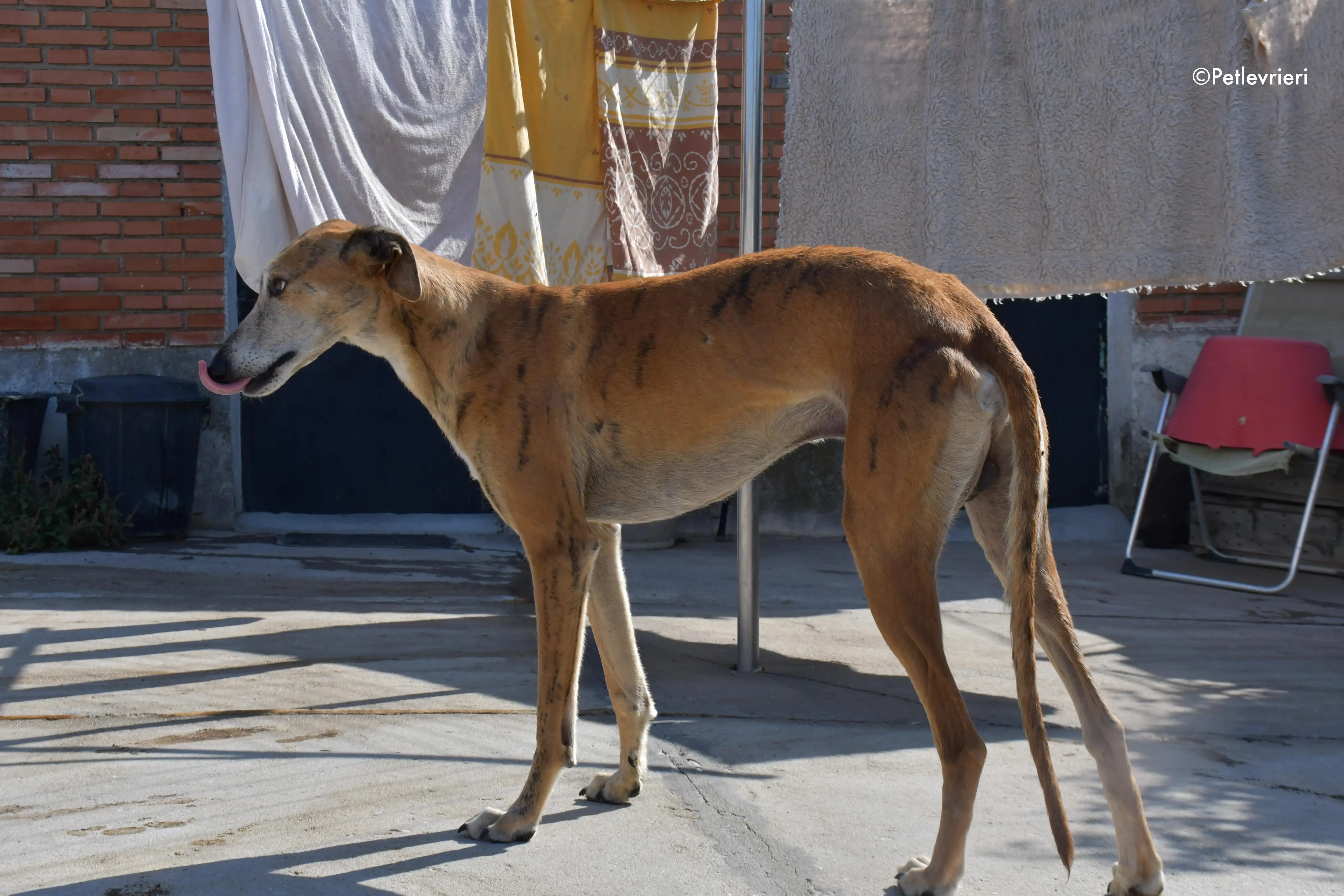 costa adozione levrieri galgo 7
