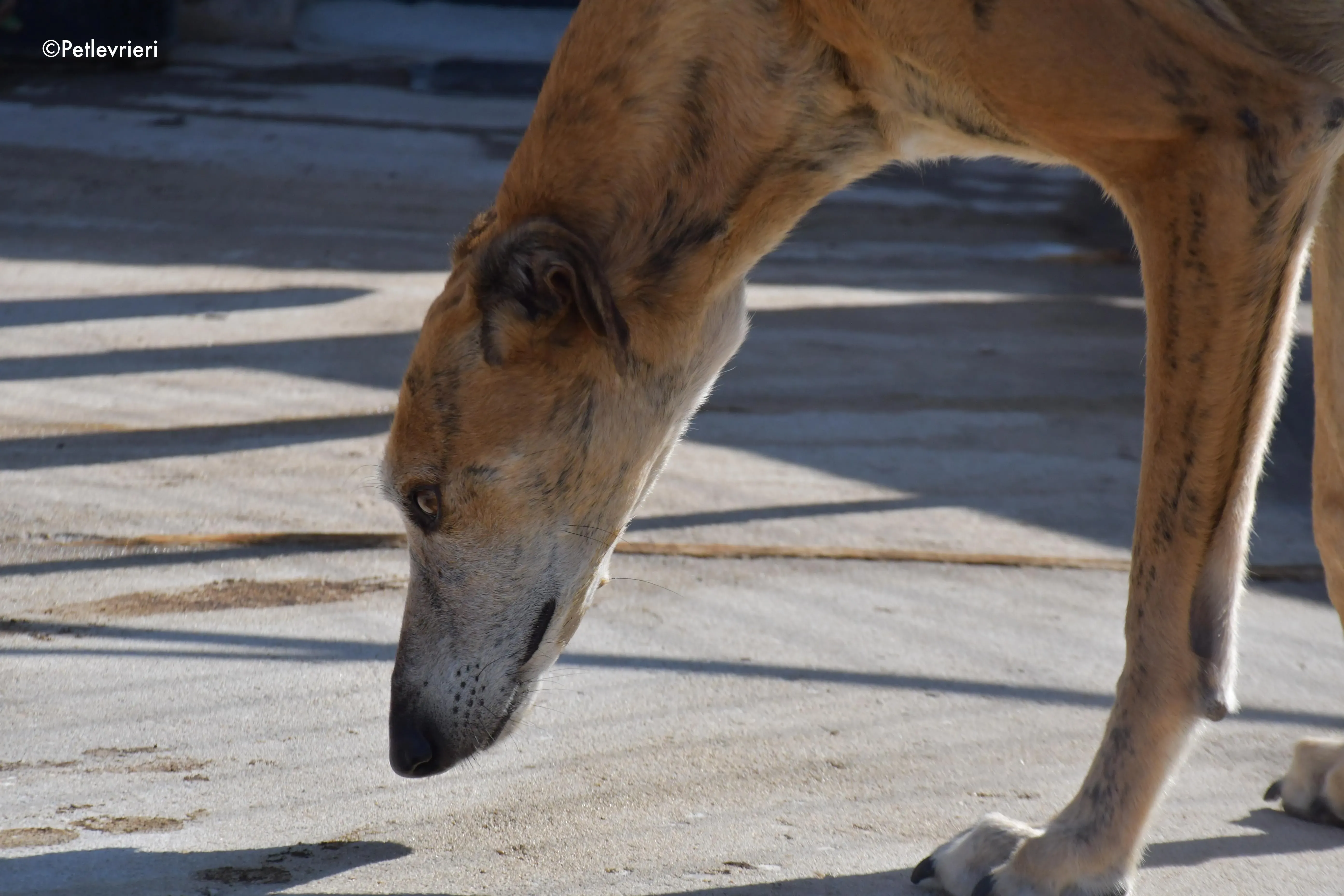 costa adozione levrieri galgo 8