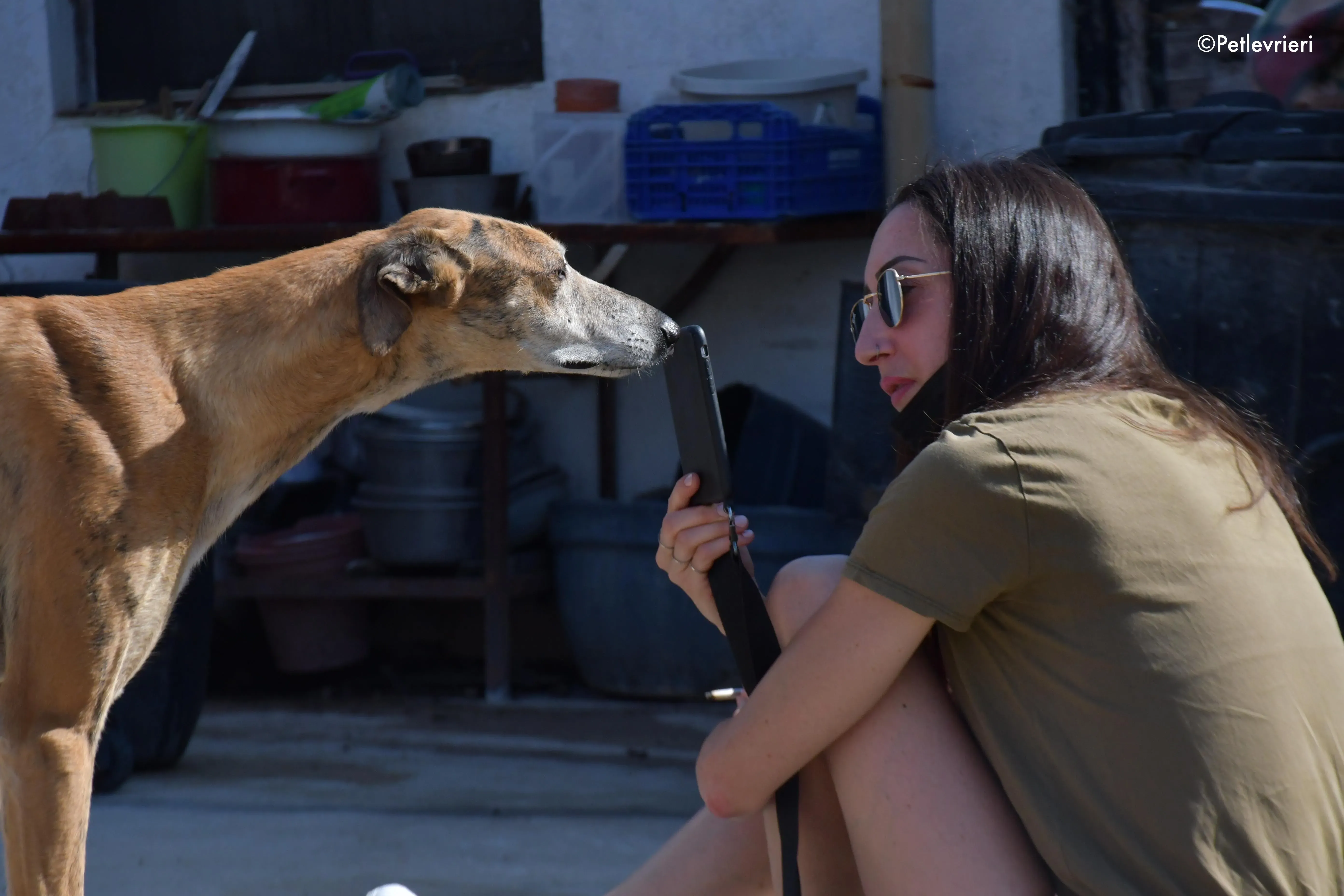 costa adozione levrieri galgo 9