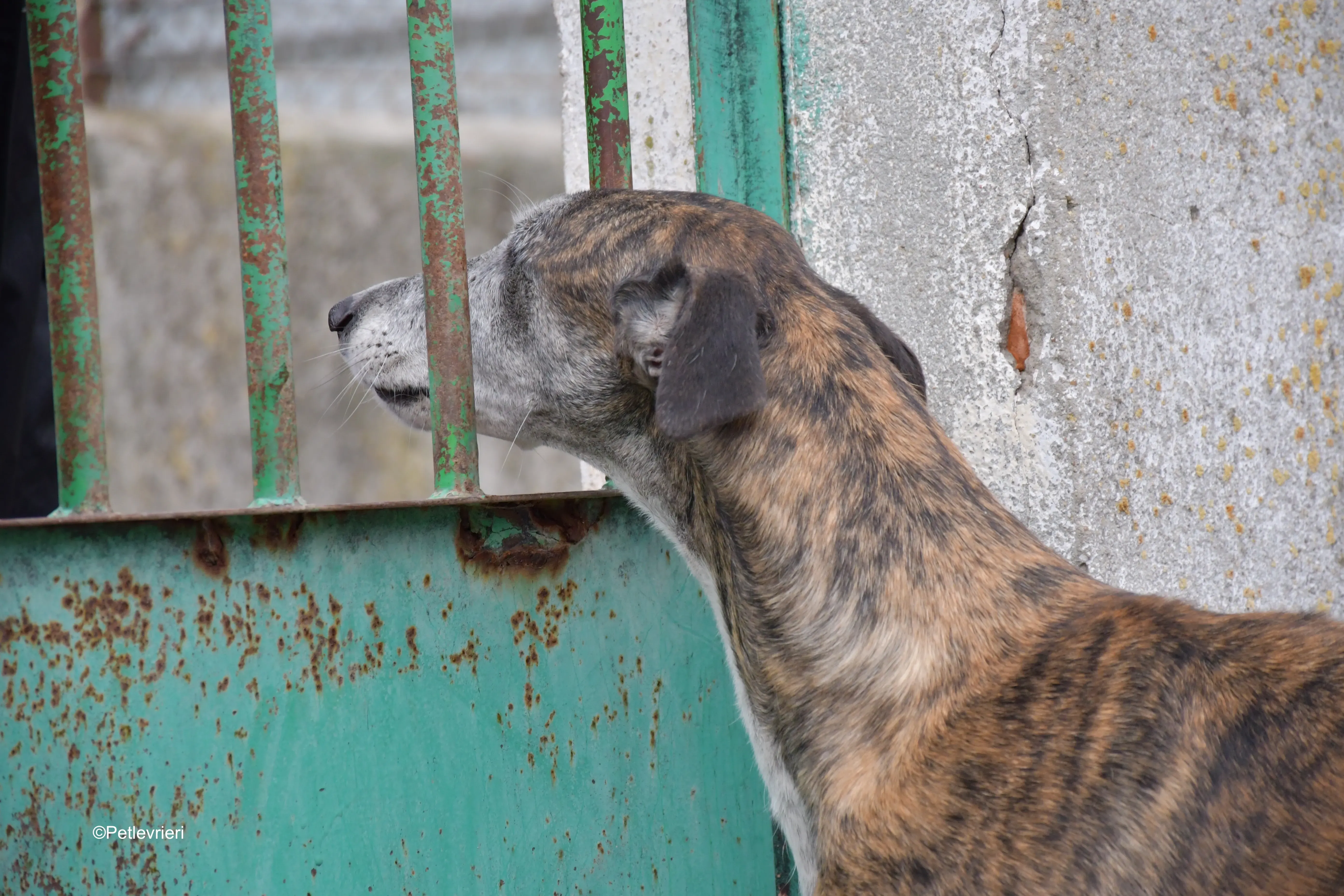 costantin adozione levrieri galgo 1