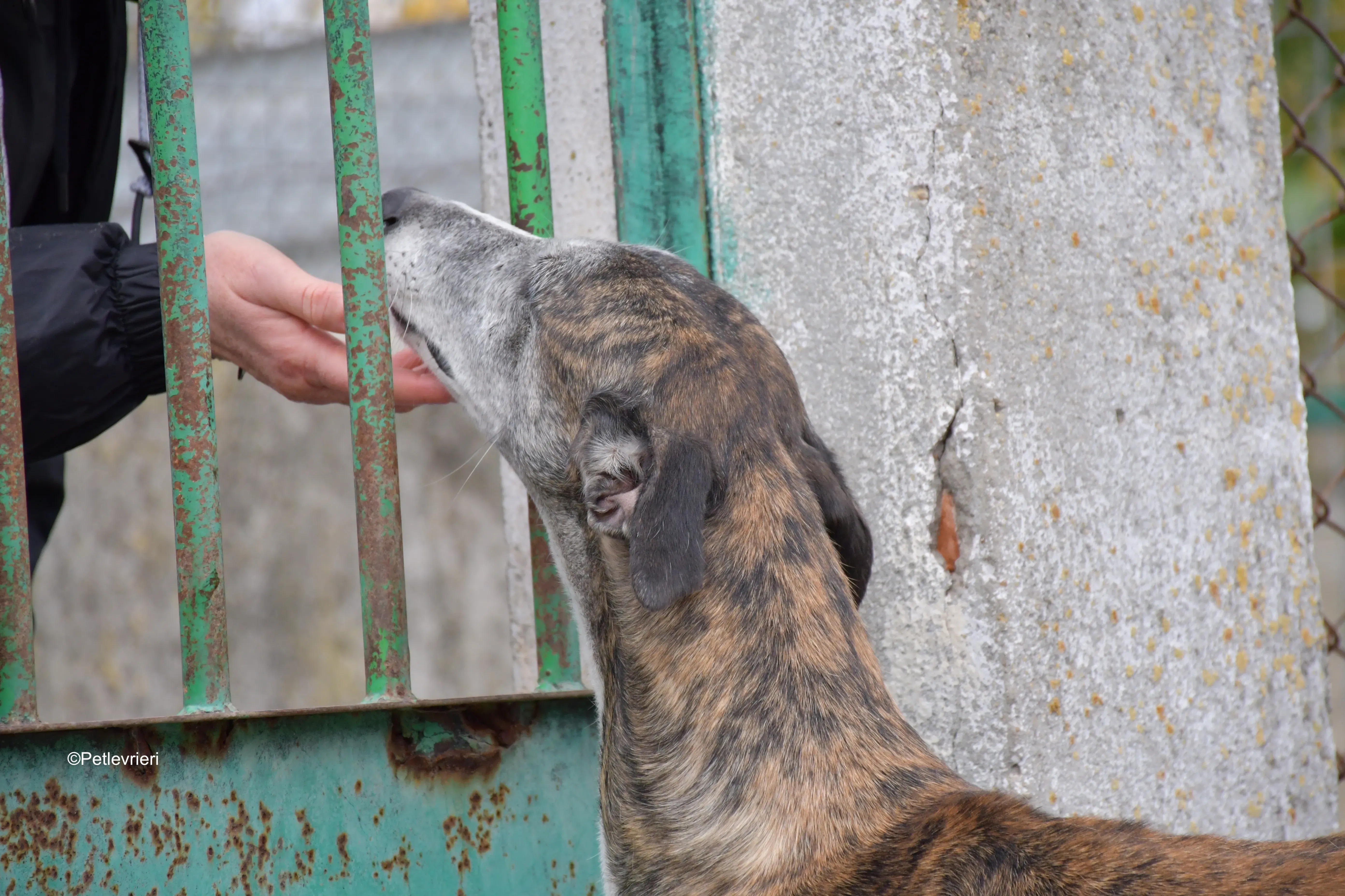 costantin adozione levrieri galgo 2