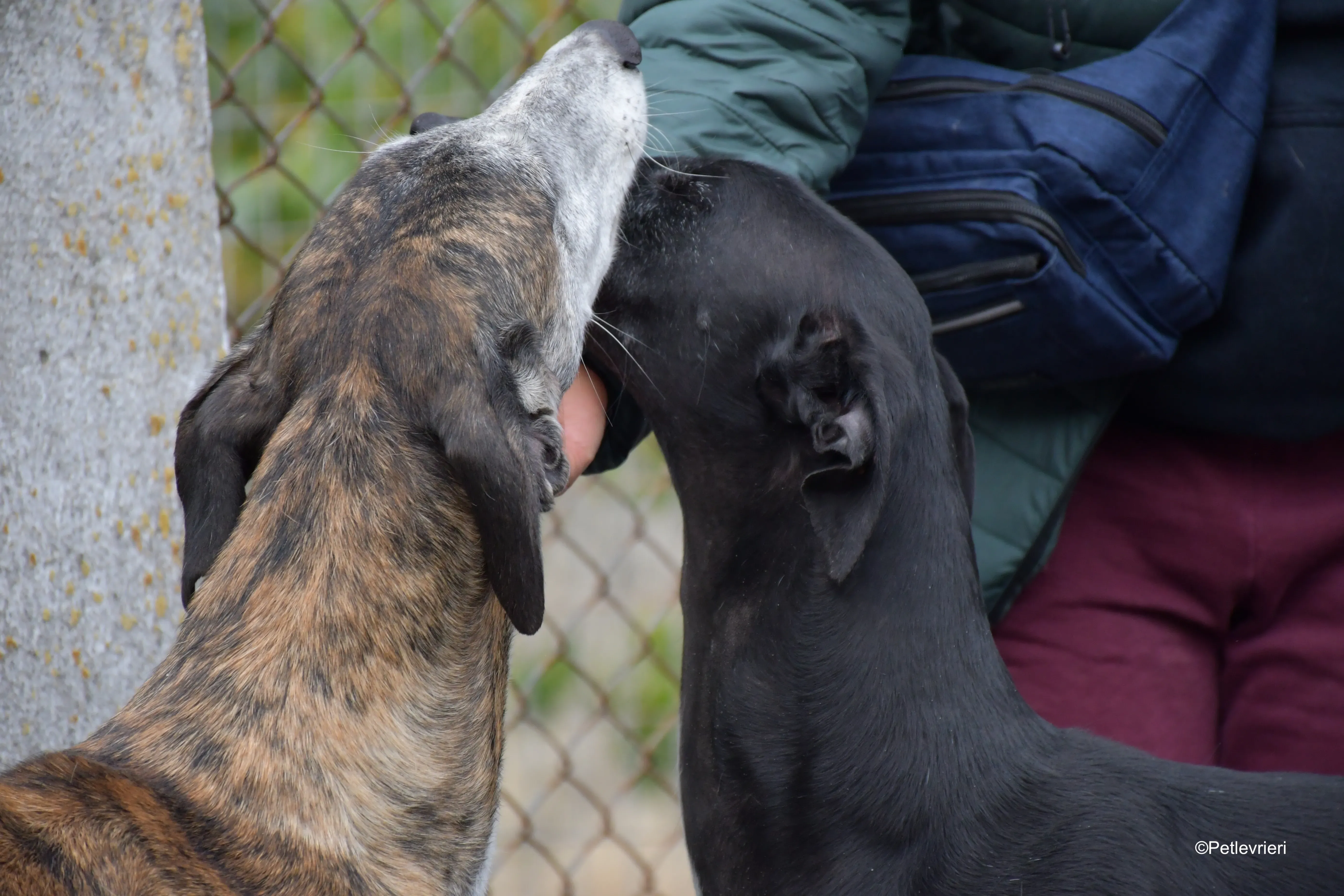costantin adozione levrieri galgo 3