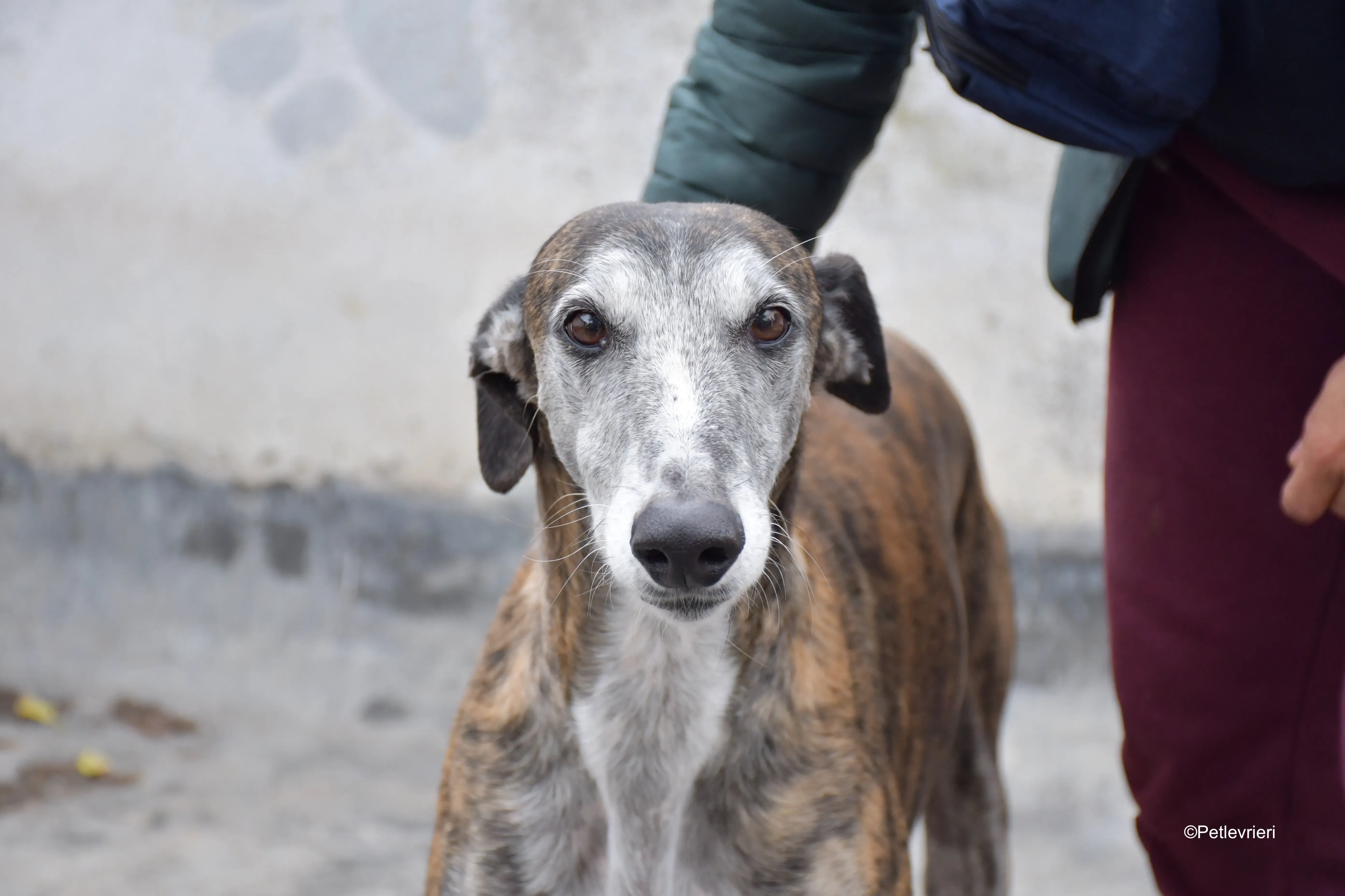 costantin adozione levrieri galgo 4