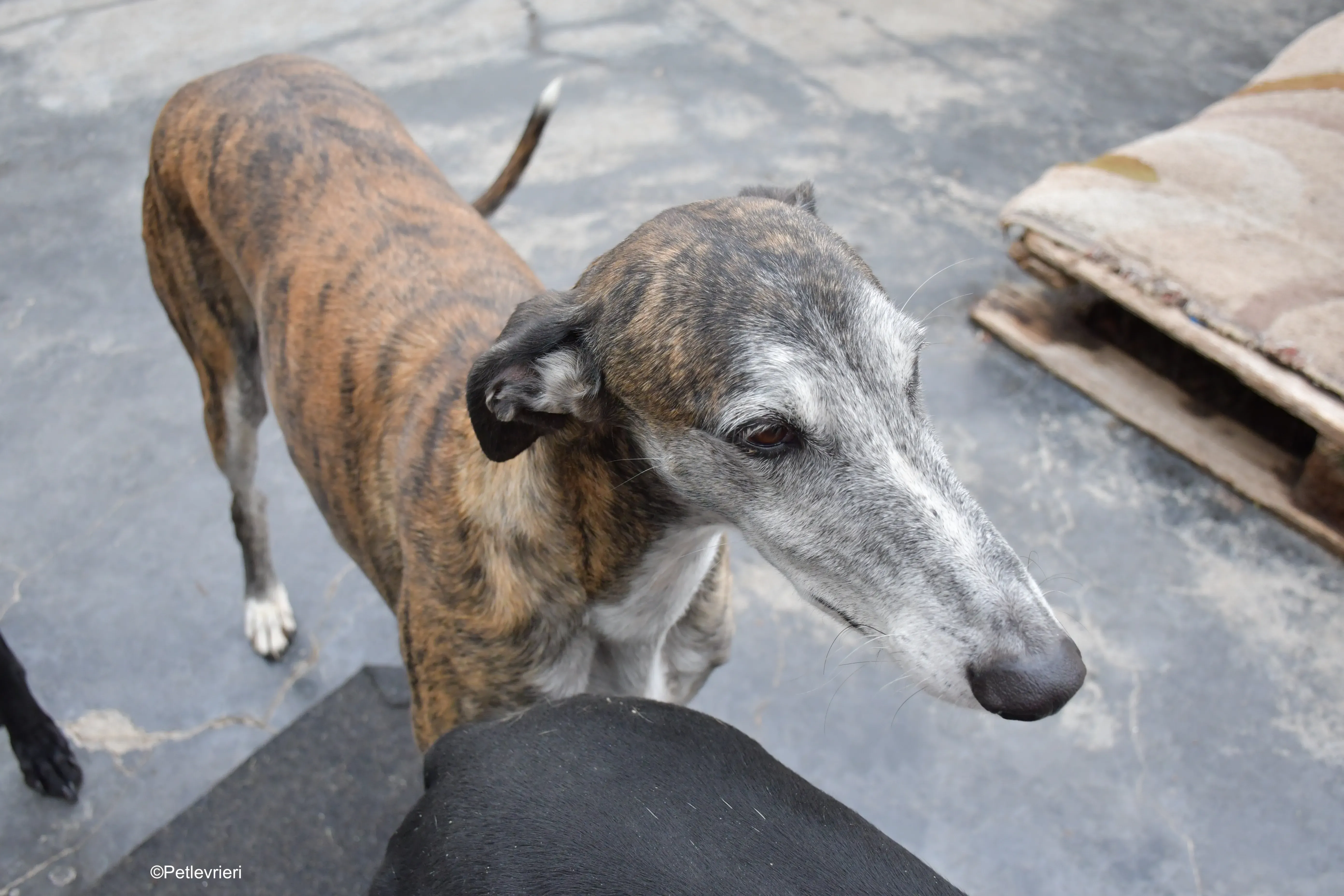 costantin adozione levrieri galgo 5