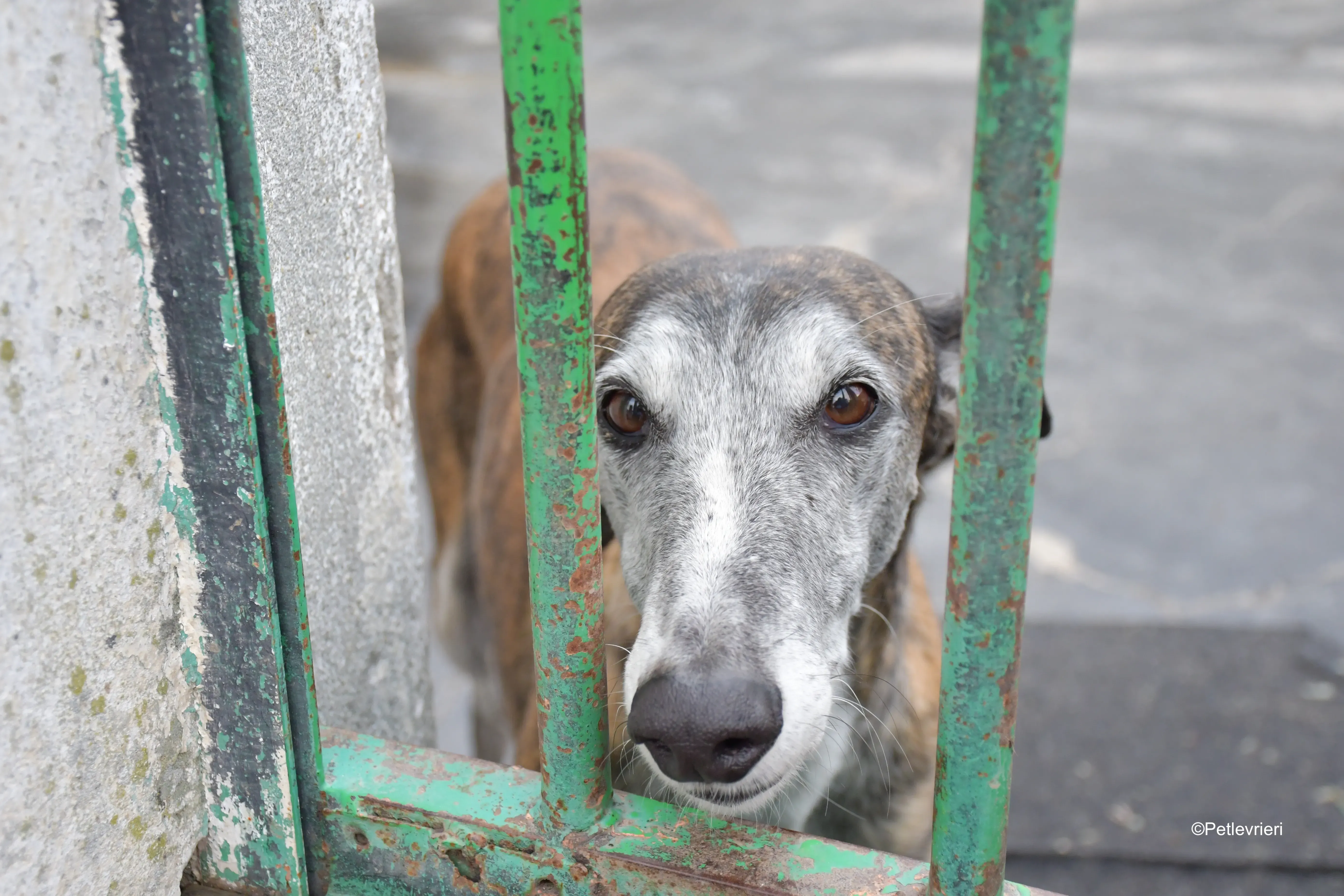 costantin adozione levrieri galgo 6
