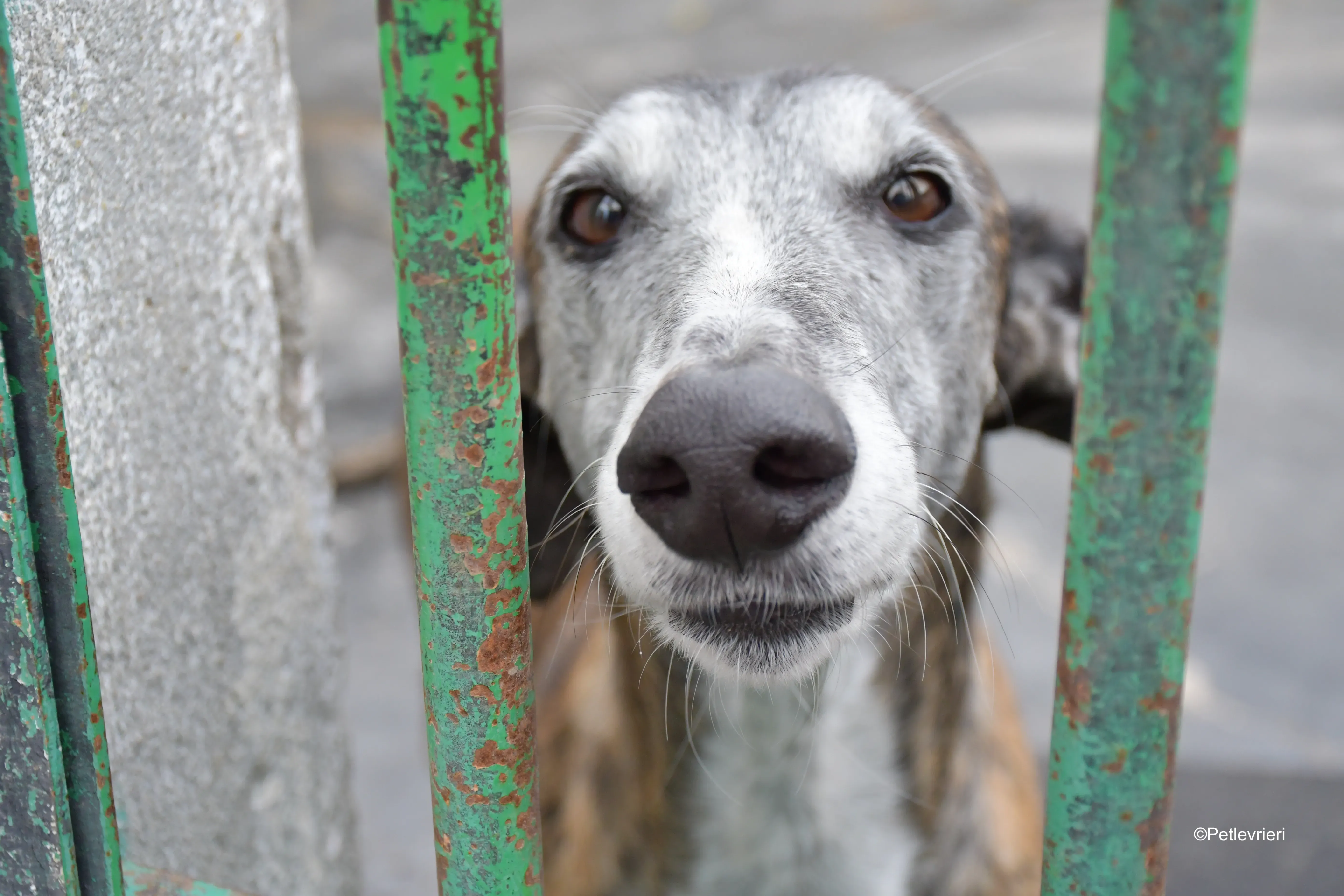 costantin adozione levrieri galgo 7