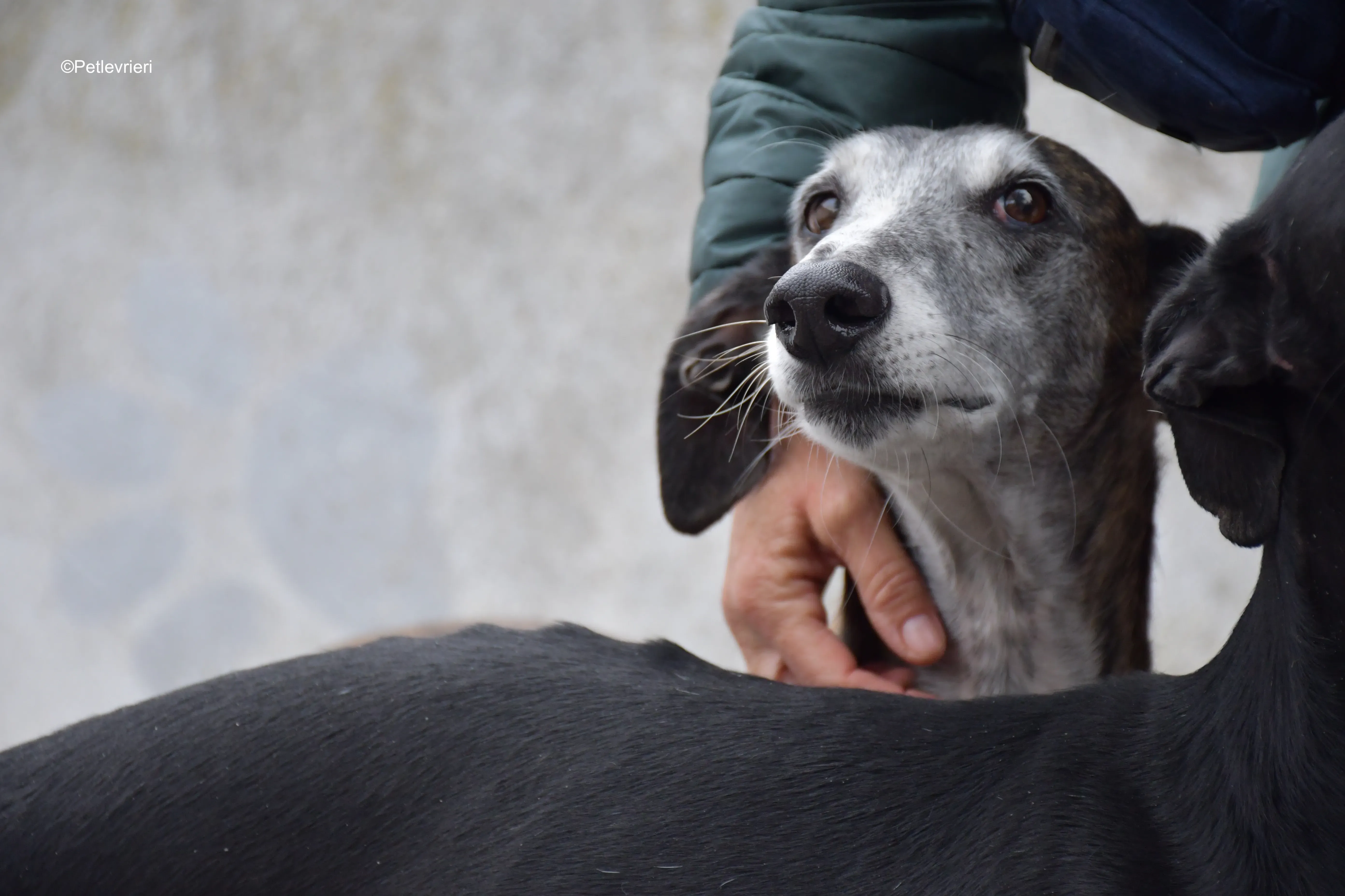 costantin adozione levrieri galgo 8