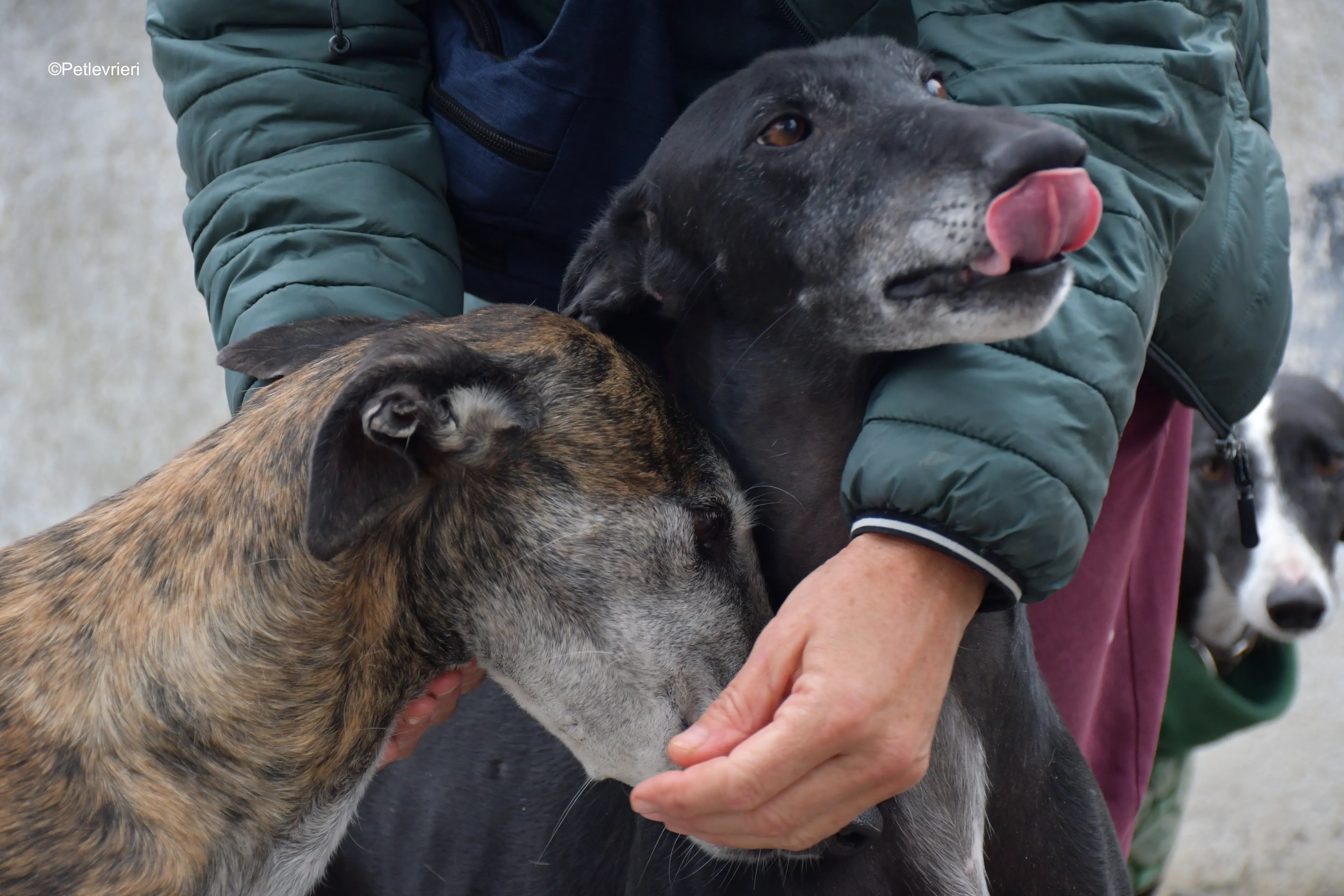 costantin adozione levrieri galgo 9