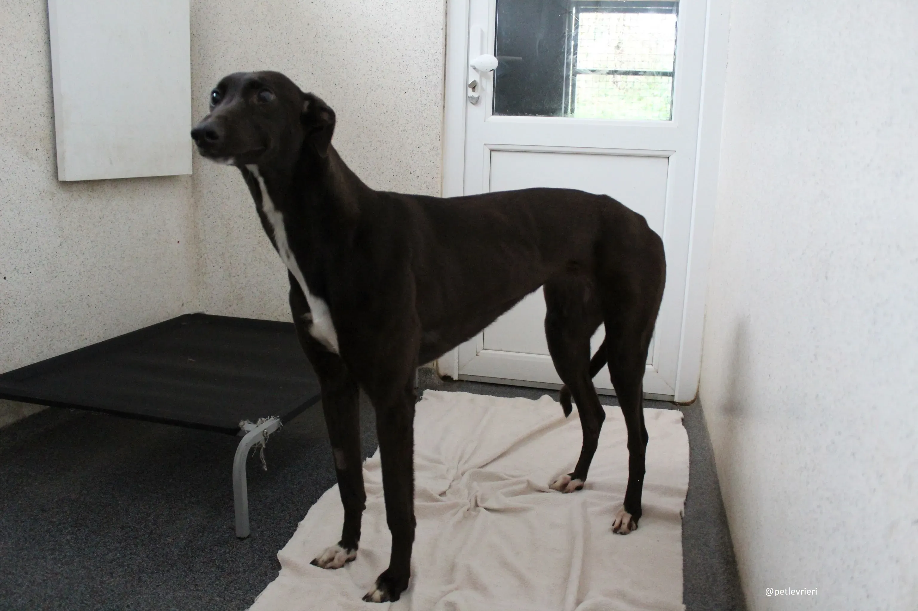 countess adozione greyhound 2