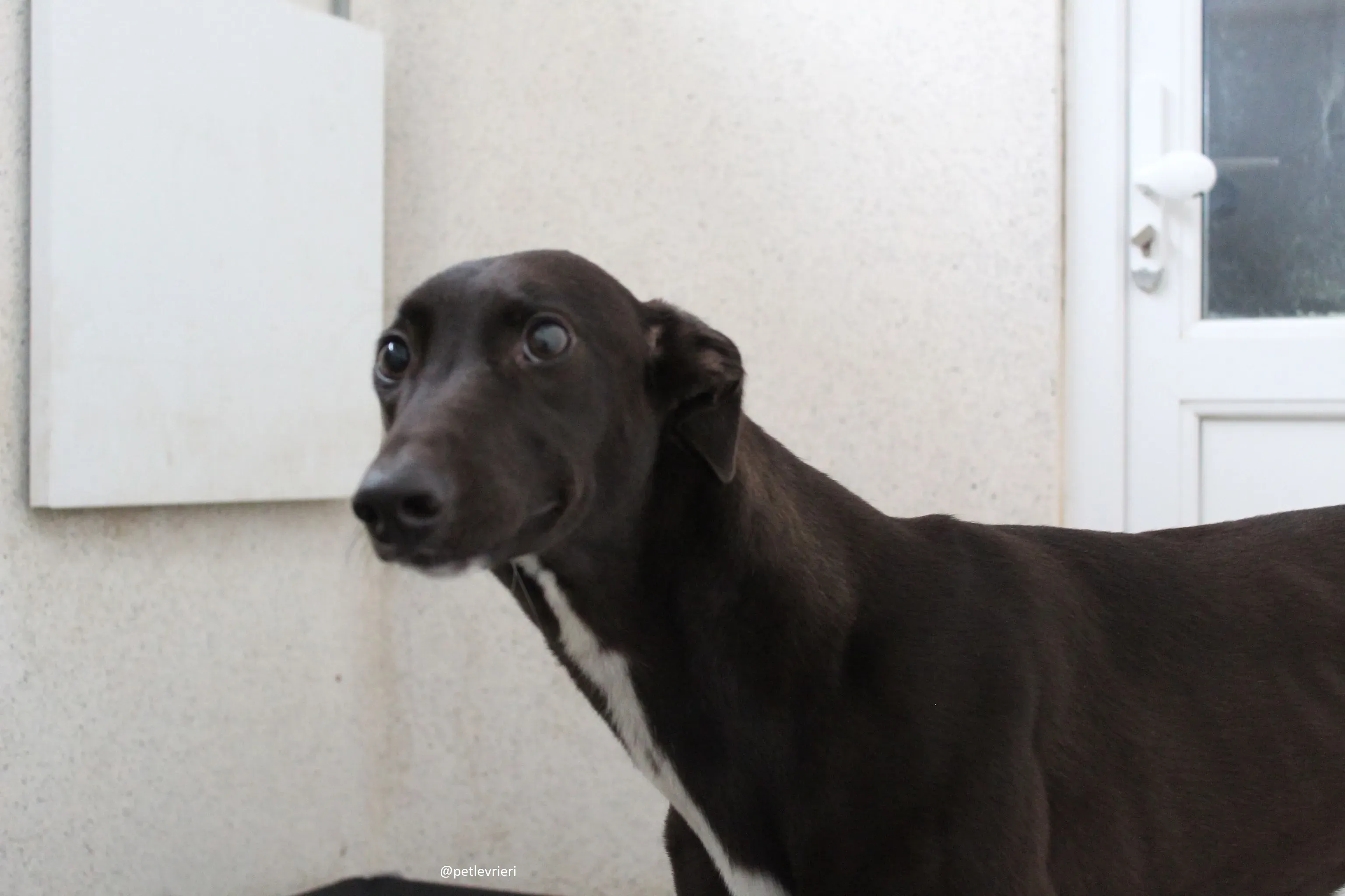 countess adozione greyhound 3