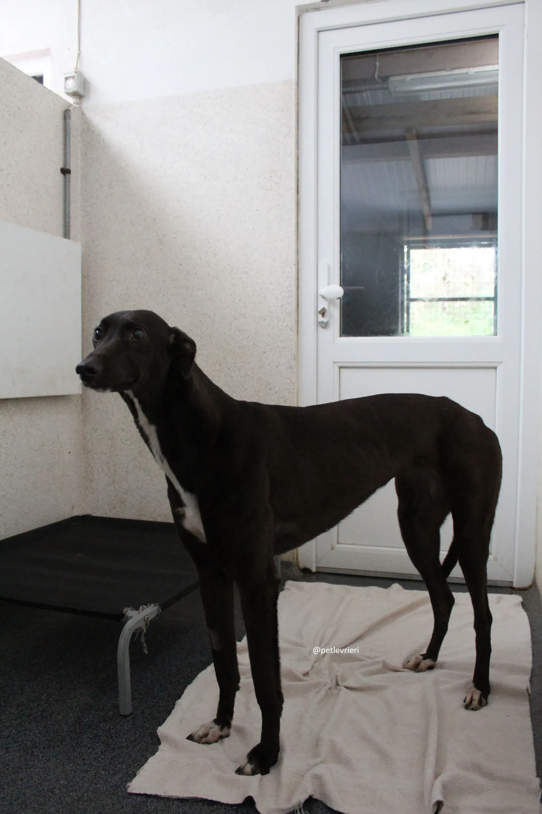 countess adozione greyhound 4