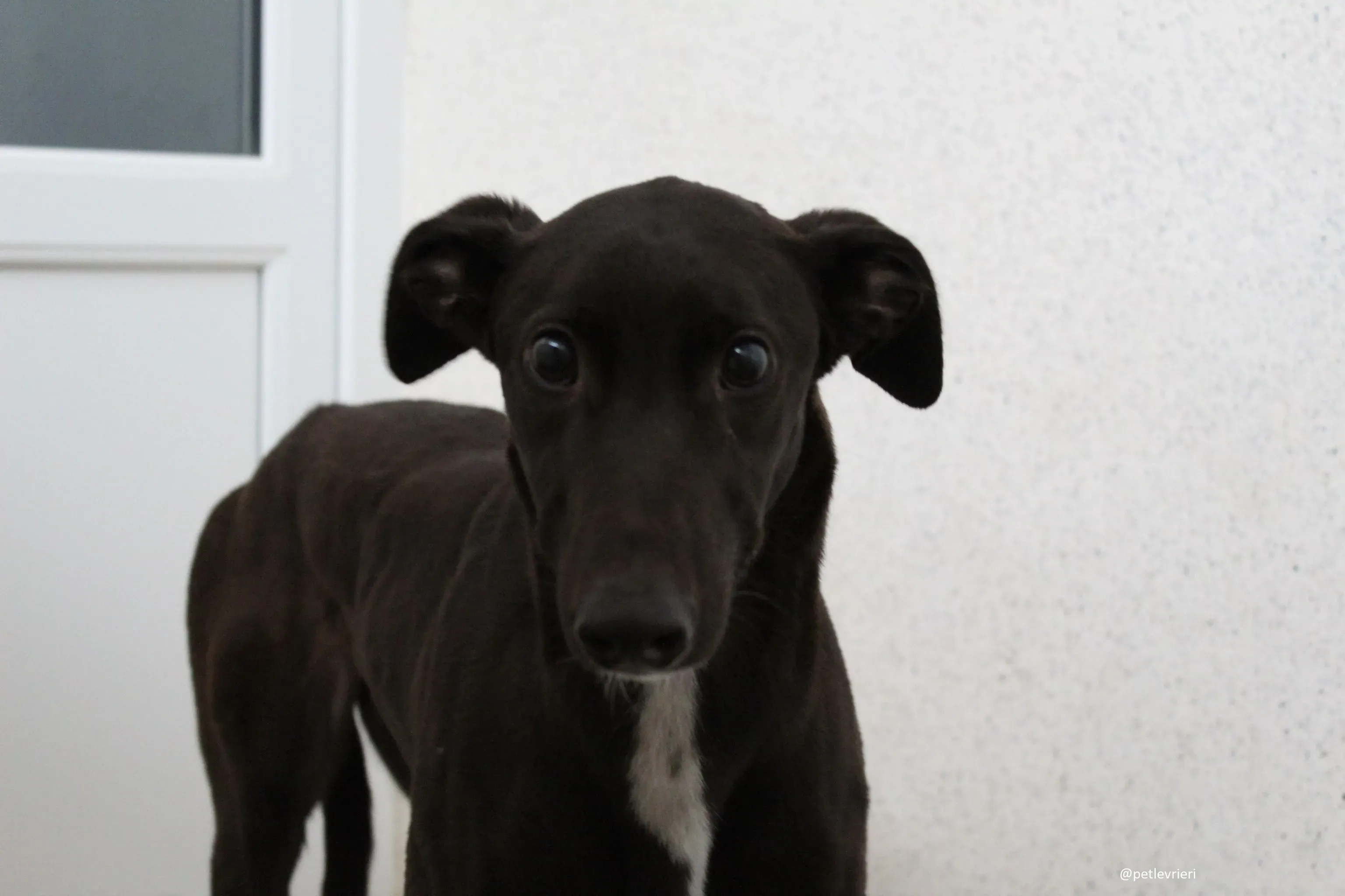 countess adozione greyhound 6