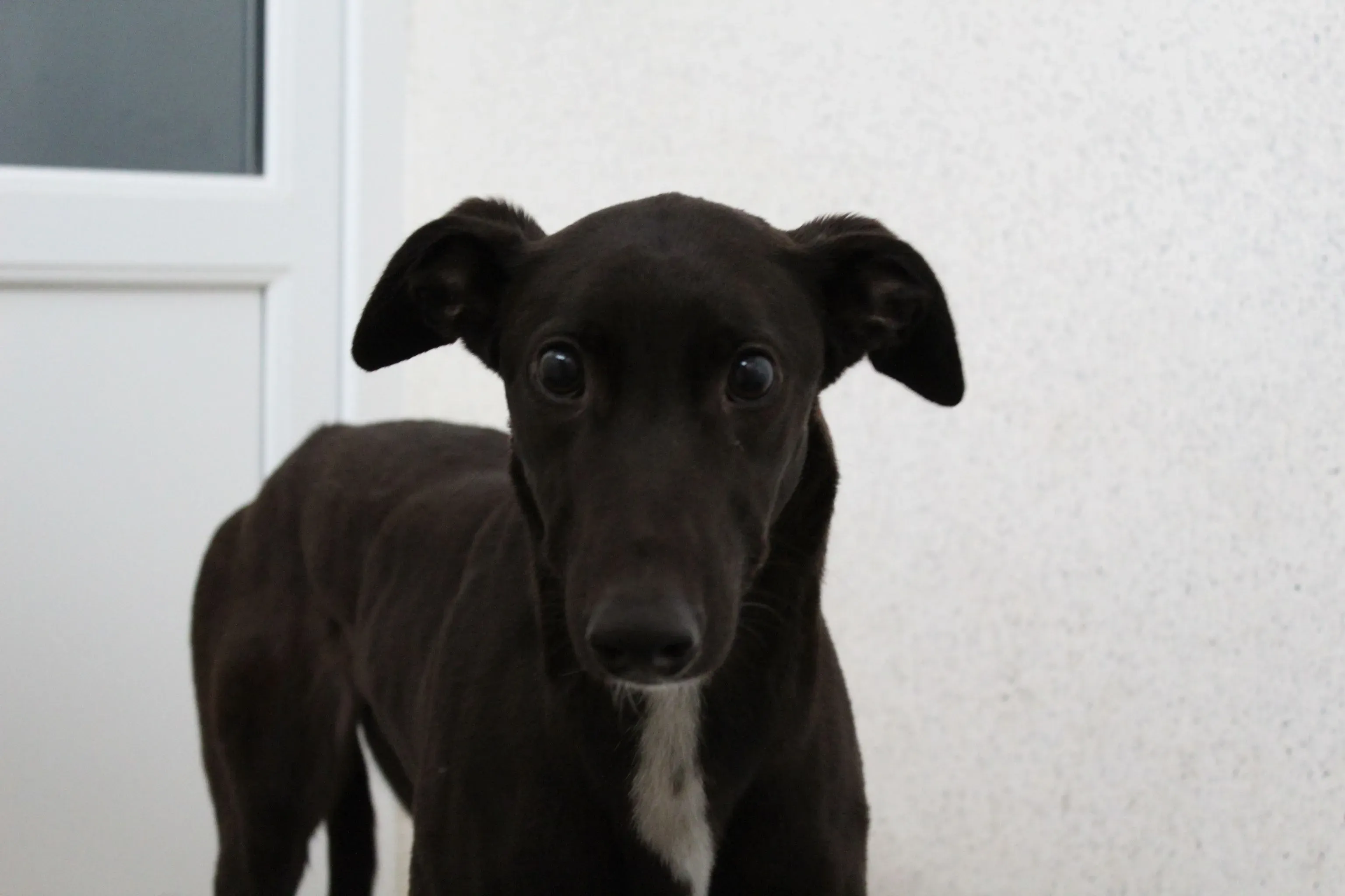 countess adozione greyhound 7