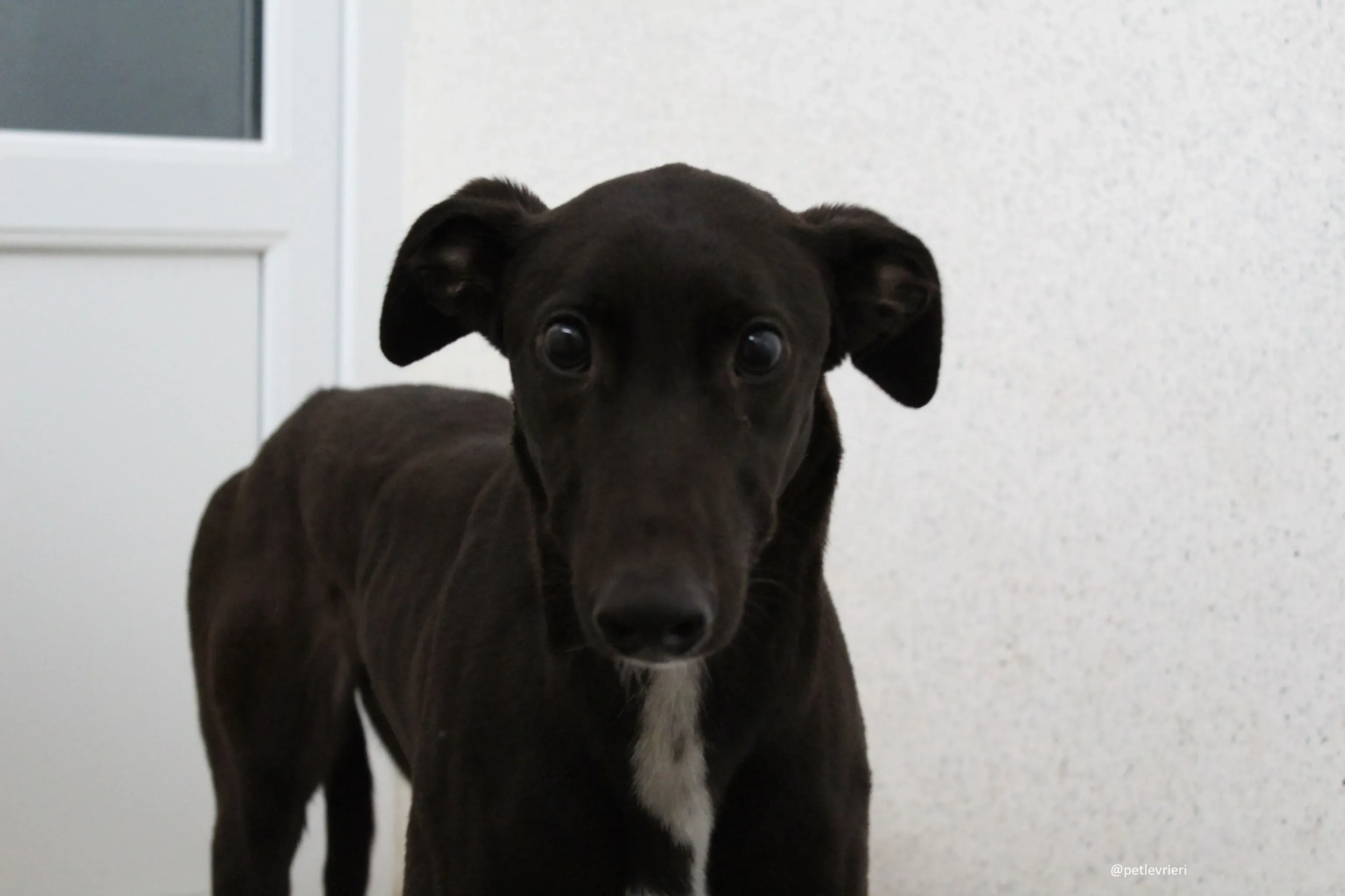 countess adozione greyhound