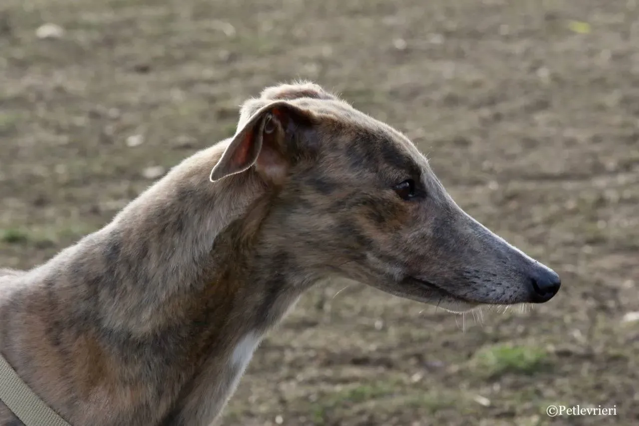 crazy earner adozione greyhound macao 1