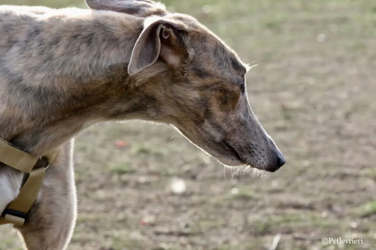 crazy earner adozione greyhound macao 10