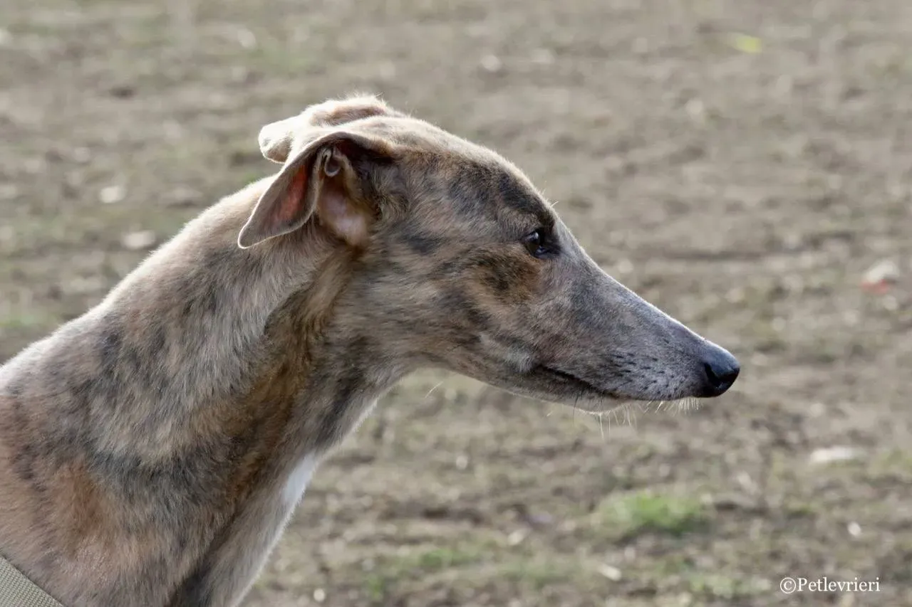 crazy earner adozione greyhound macao 11