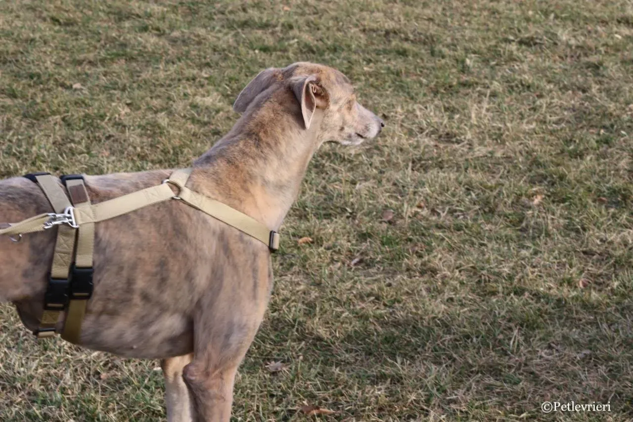 crazy earner adozione greyhound macao 12