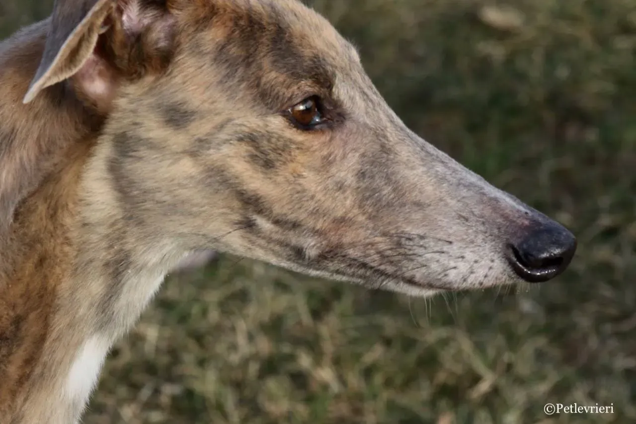 crazy earner adozione greyhound macao 13