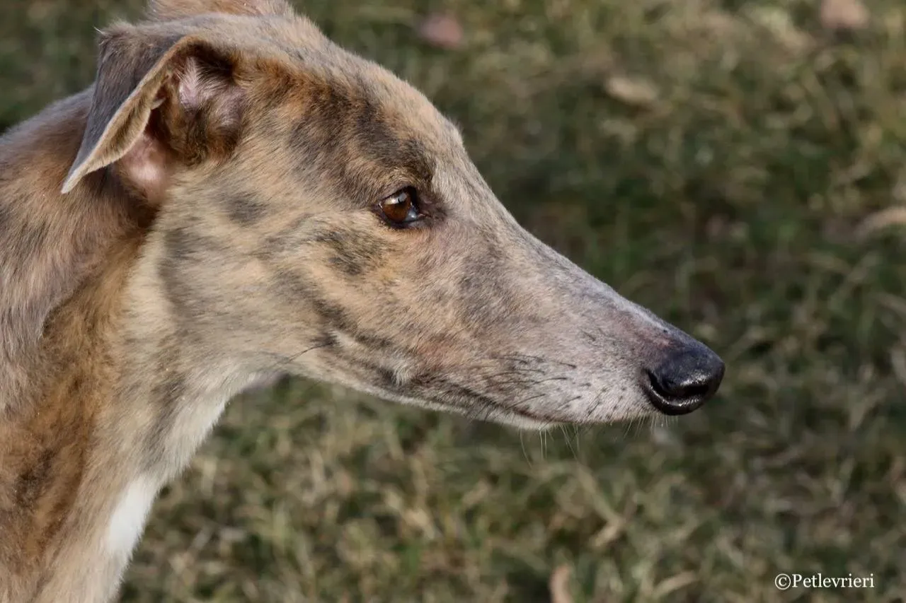 crazy earner adozione greyhound macao 14