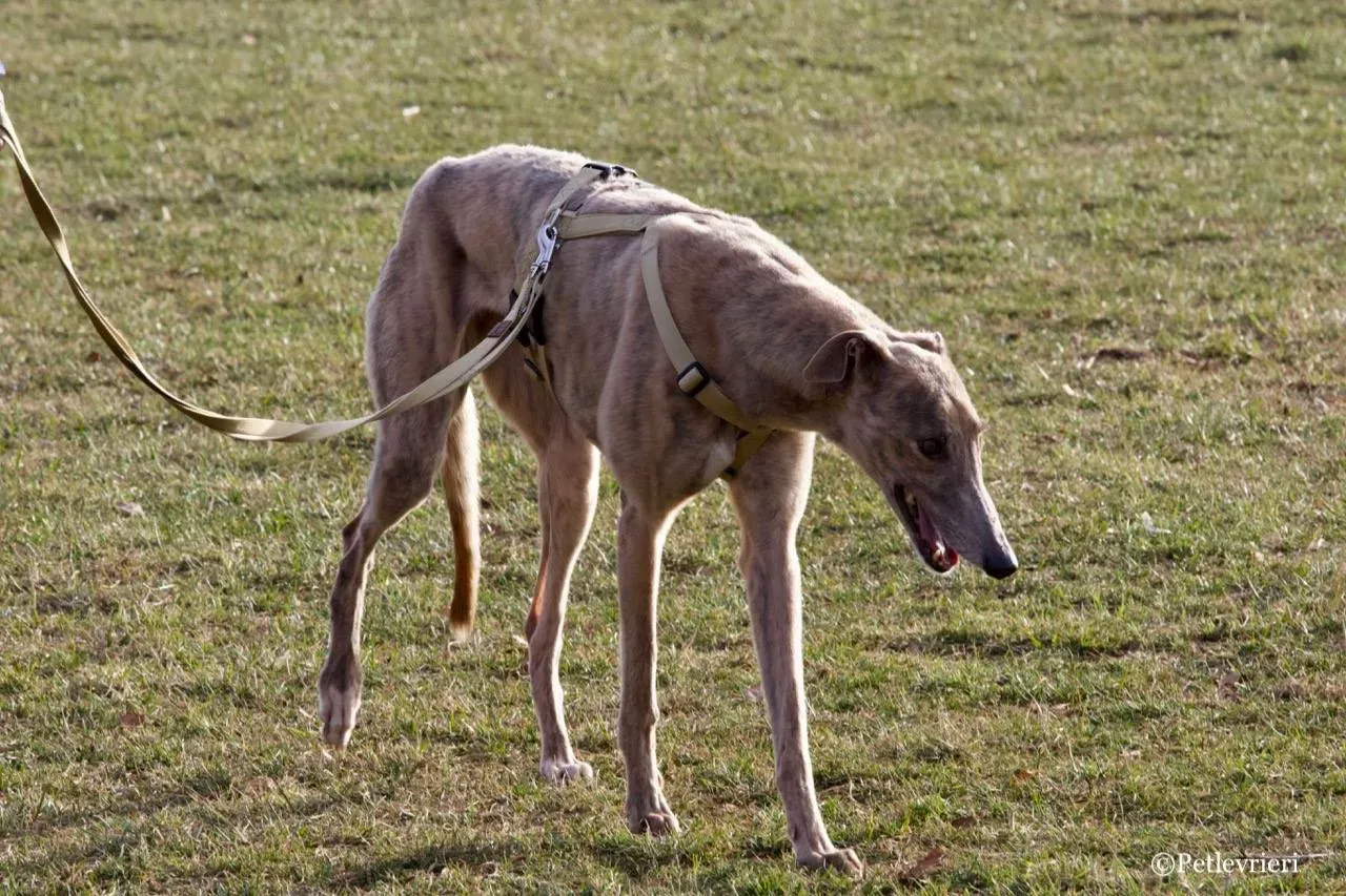 crazy earner adozione greyhound macao 15