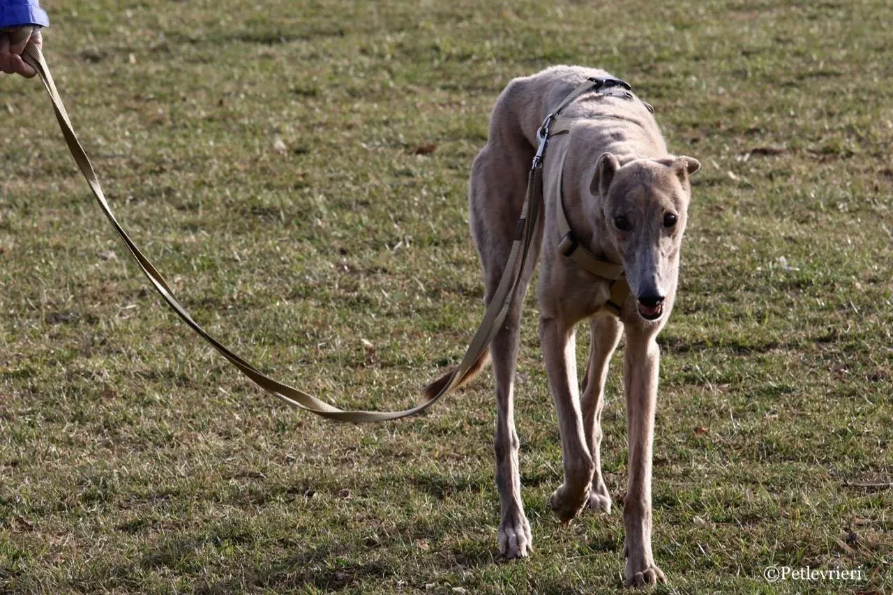 crazy earner adozione greyhound macao 16