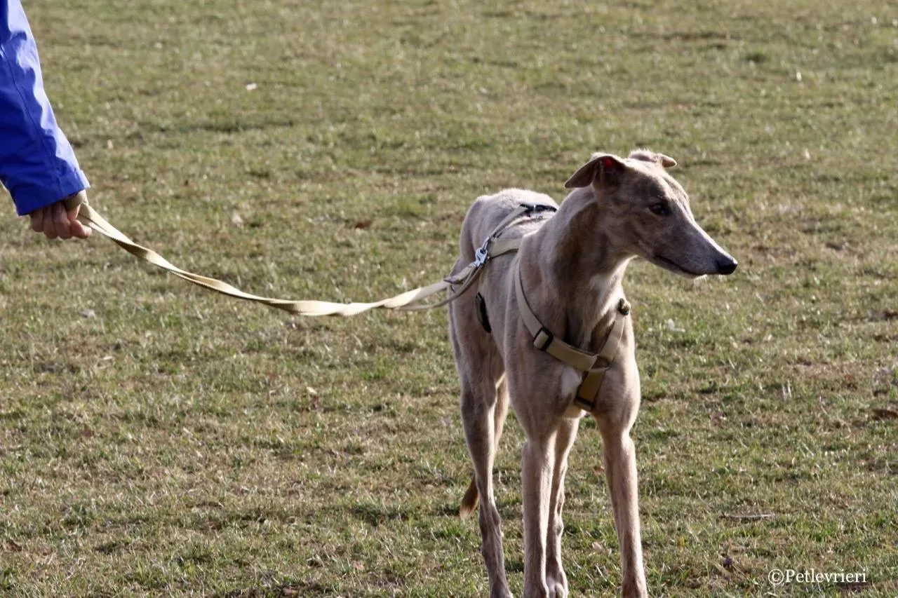 crazy earner adozione greyhound macao 17