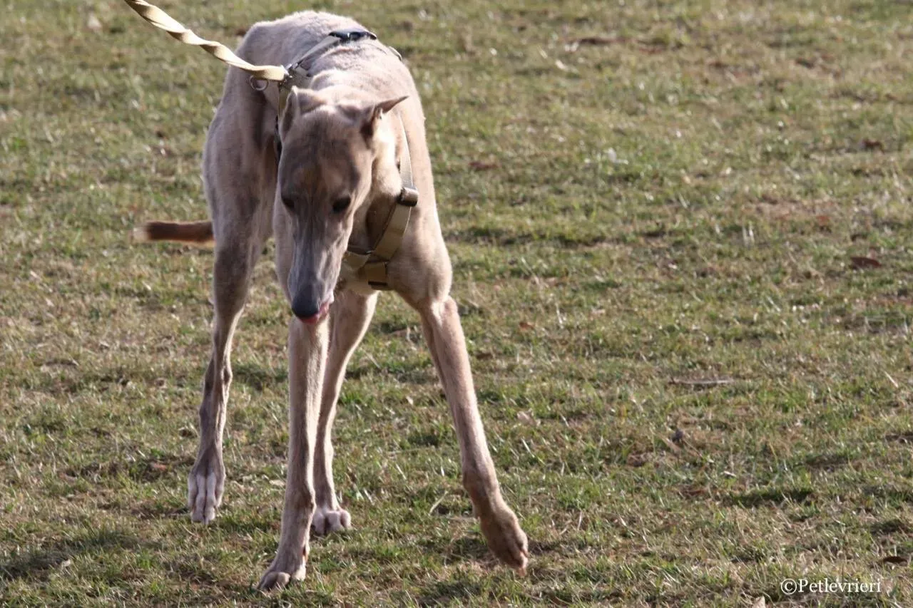 crazy earner adozione greyhound macao 18