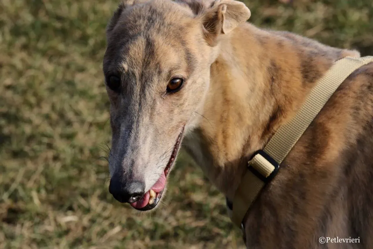 crazy earner adozione greyhound macao 19