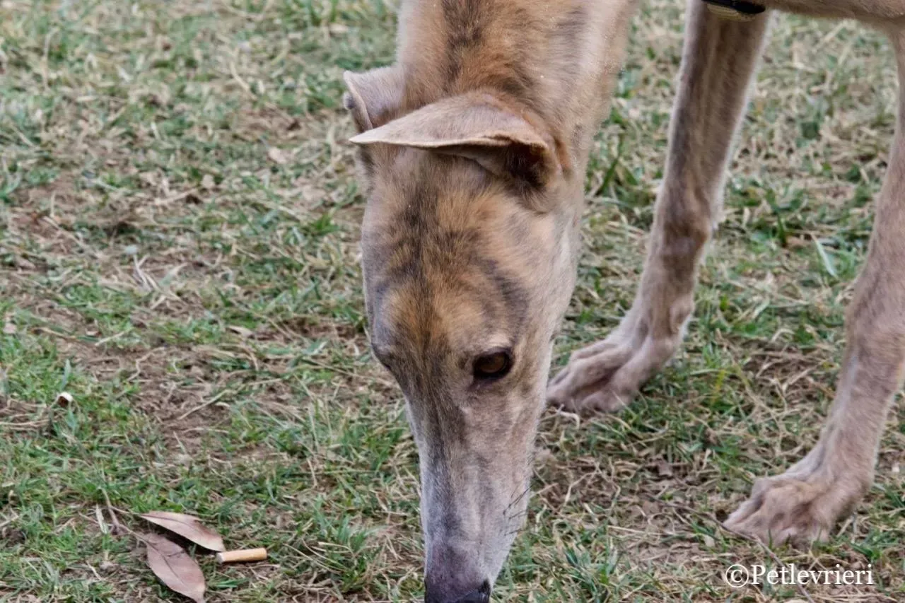 crazy earner adozione greyhound macao 2