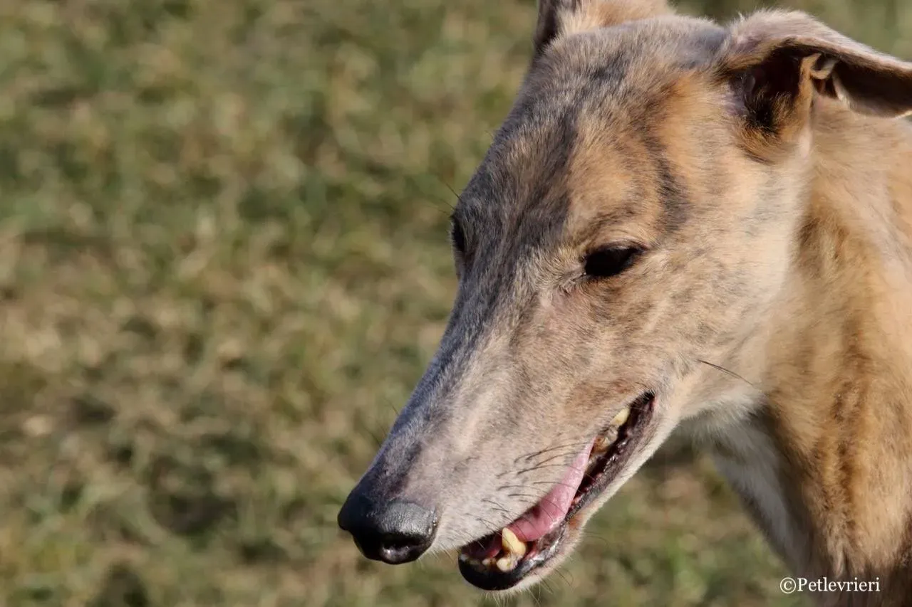 crazy earner adozione greyhound macao 20