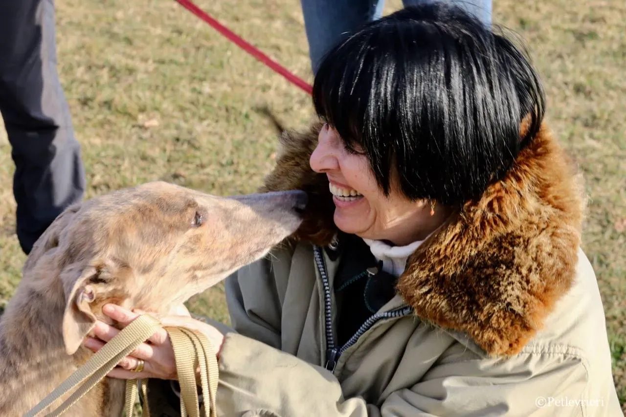 crazy earner adozione greyhound macao 22